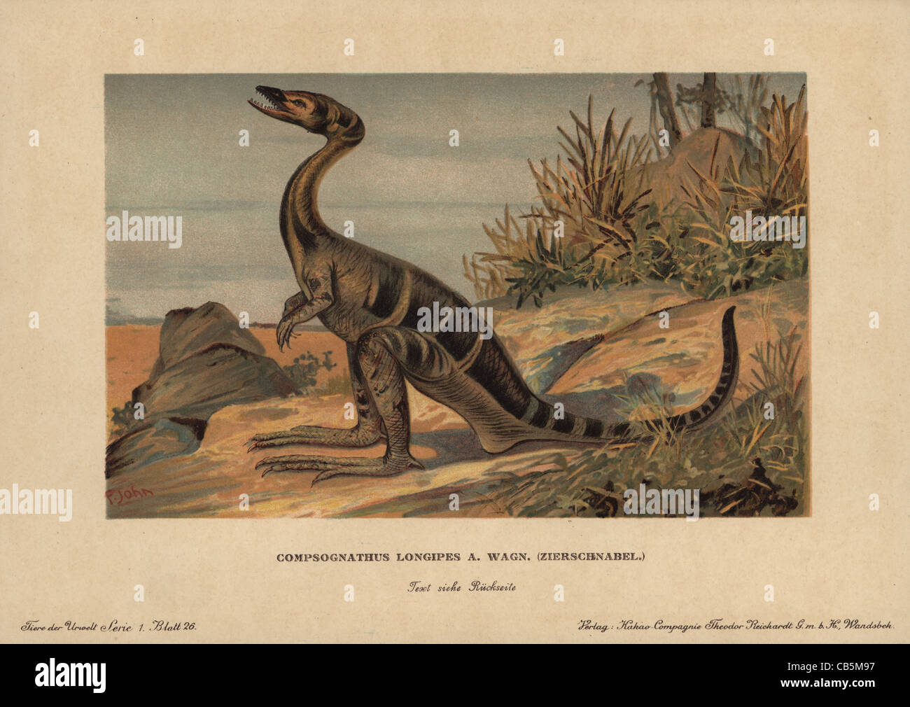Compsognathus Longipes Wagner Zierschnabel, ein zweibeiniger fleischfressender theropoder Dinosaurier aus dem Jura. Stockfoto