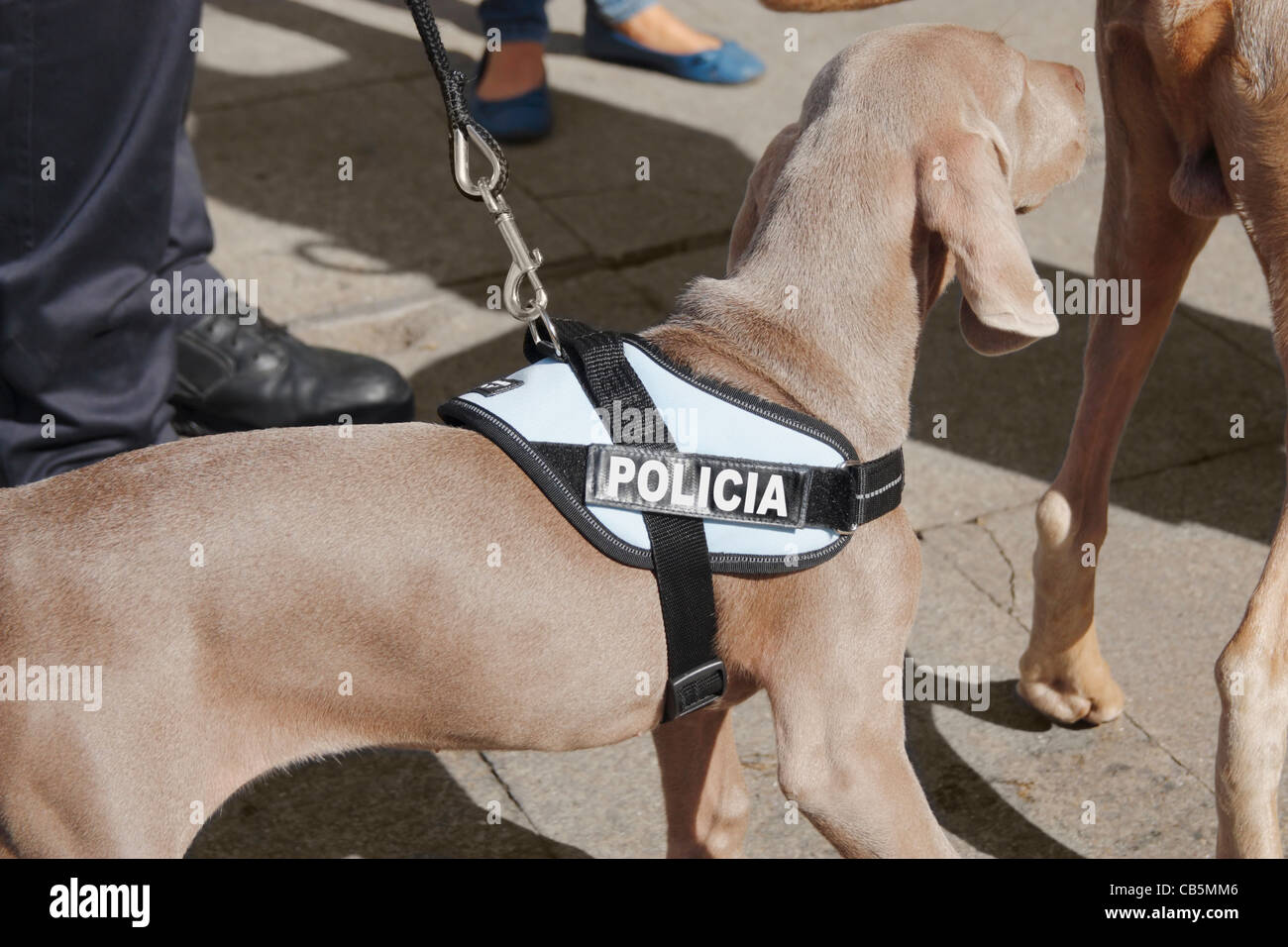 Weimaraner Polizeihund in Spanien Stockfoto