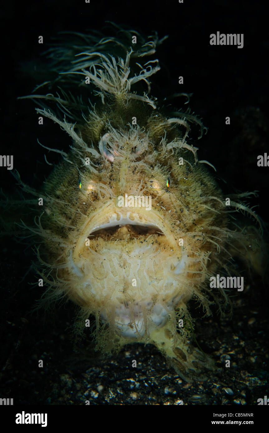 Behaarte gekerbter Anglerfisch, Antennarius Striatus, Lembeh Strait, Bitung, Manado, Nord-Sulawesi, Indonesien, Pazifik Stockfoto