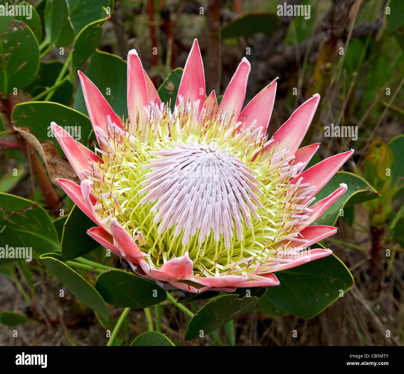 Der König oder die Riesen Protea, Südafrikas Nationalblume. Stockfoto