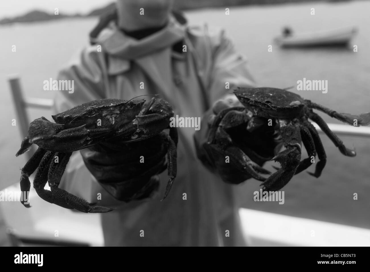 Lokale Fischer Neil Cameron zeigt Gatter gefangen samt und grüne Krabbe gefangen zwischen Fionnphort und Iona. Stockfoto
