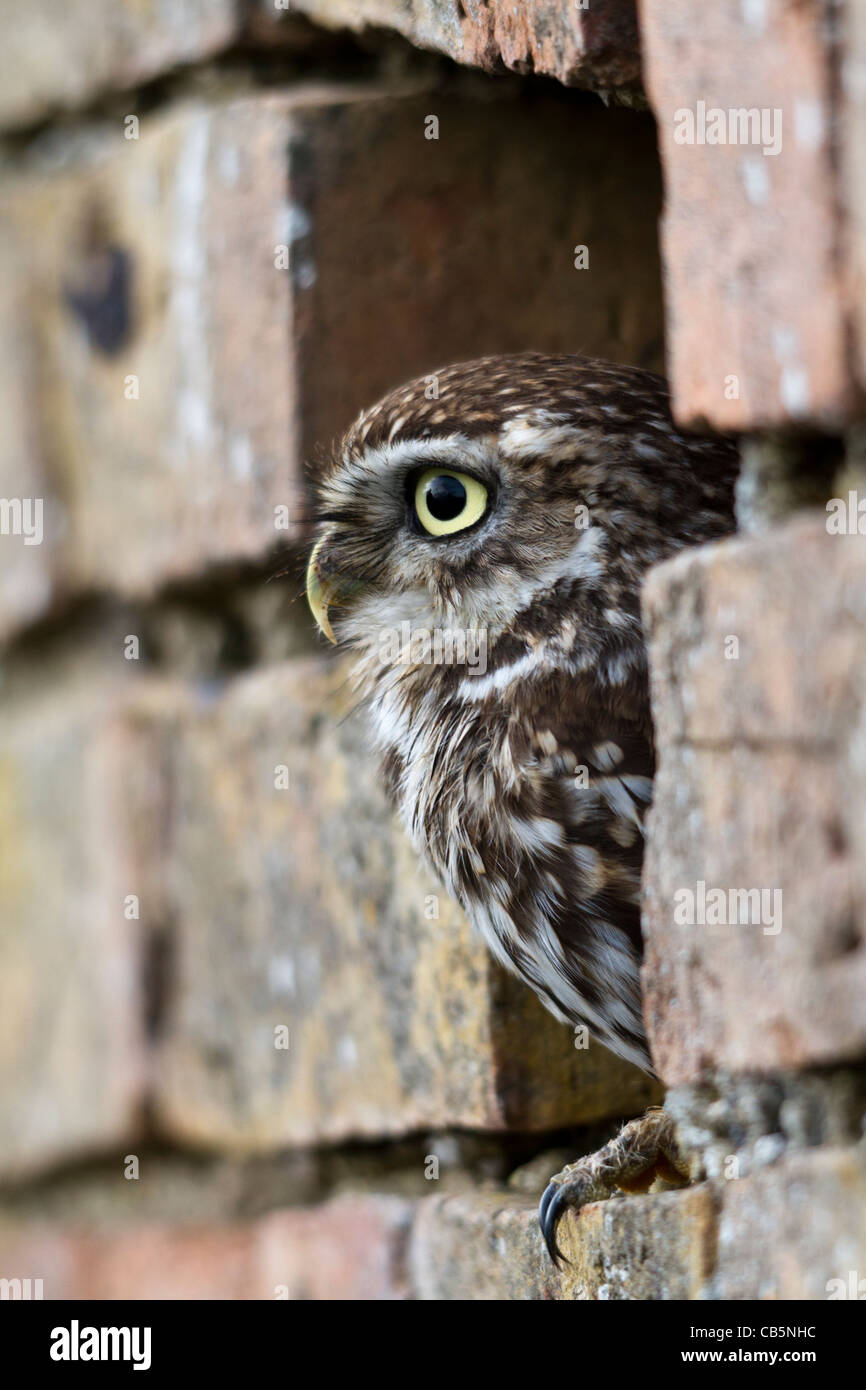 Steinkauz (Athene Noctua) thront in einem Loch in einer Mauer Stockfoto