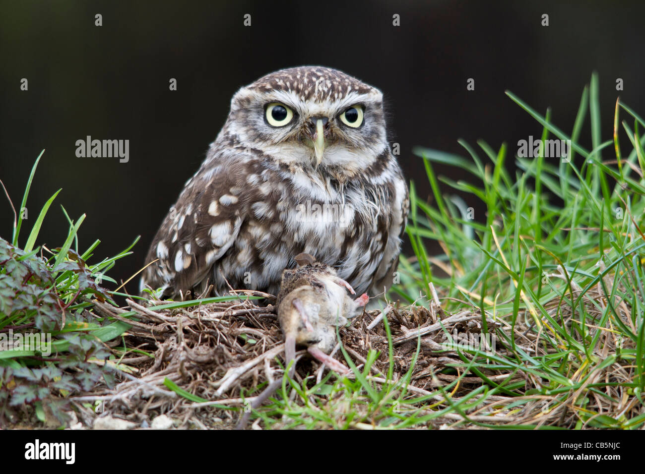 Steinkauz (Athene Noctua) mit einer toten Maus Stockfoto