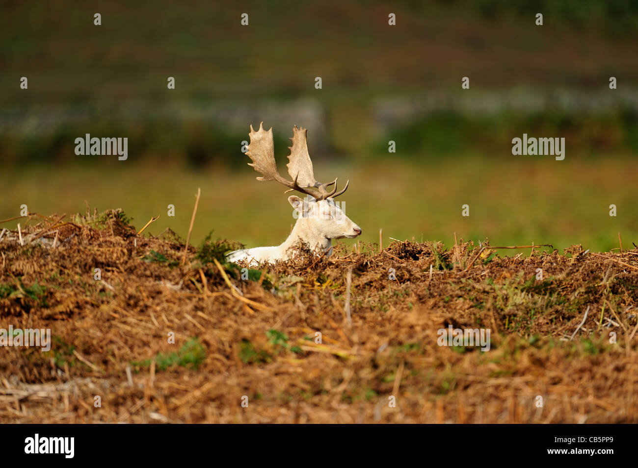 männliche Damhirsche liegen im bracken Stockfoto