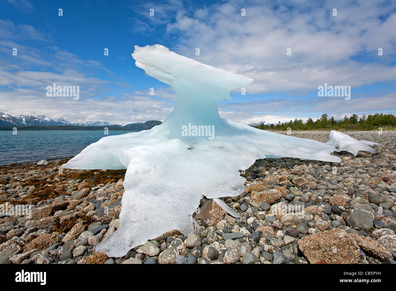 Eisberg gefangen am Strand bei Ebbe. Muir Inlet. Gletscher-Bucht. Alaska. USA Stockfoto