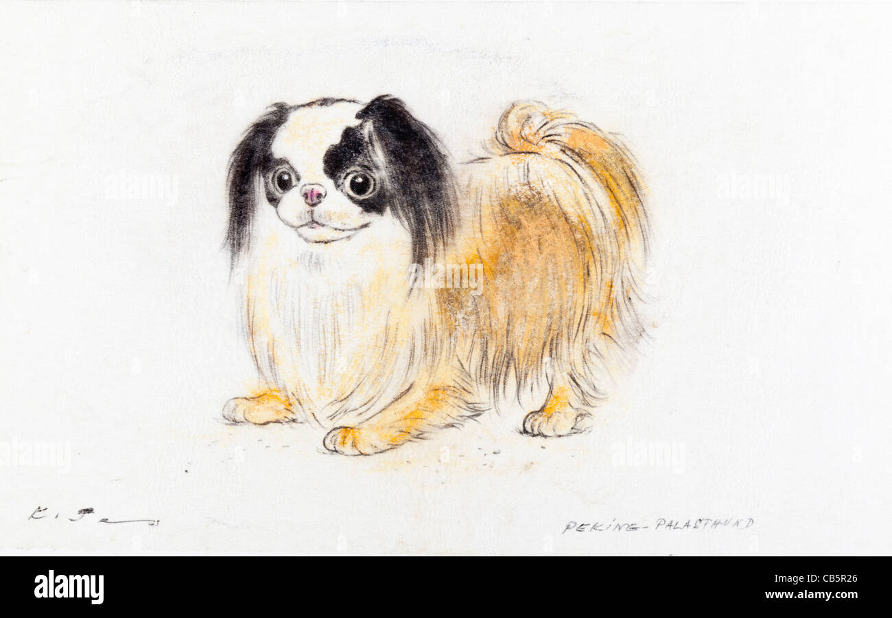 Pekinese Hund Portrait - Pastellkreide auf Papier von Kurt Tessmann Stockfoto