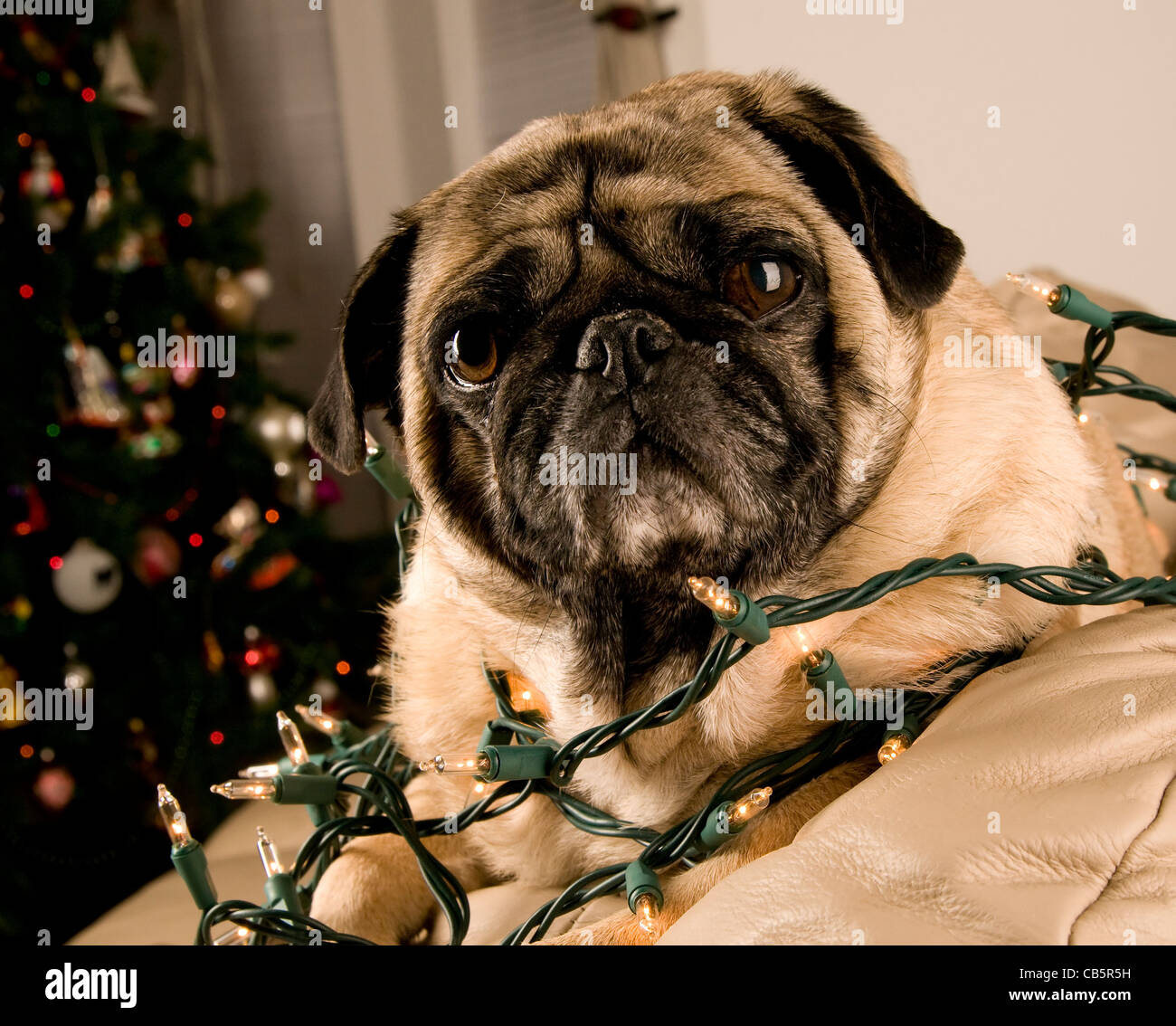 Mops in Weihnachtsbeleuchtung gewickelt Stockfoto