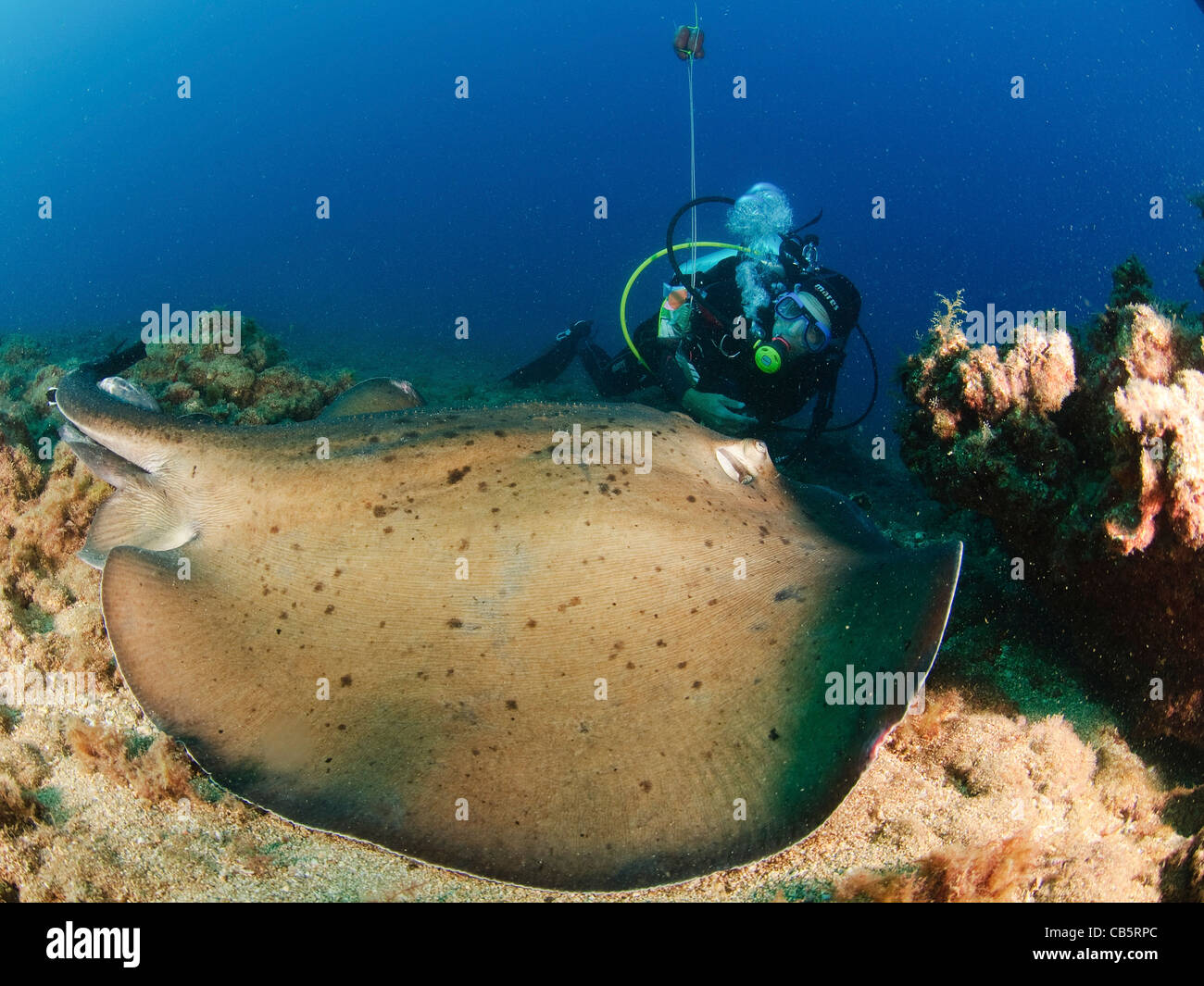 Der gemeinsame Stachelrochen (Dasyatis Pastinaca) Stockfoto