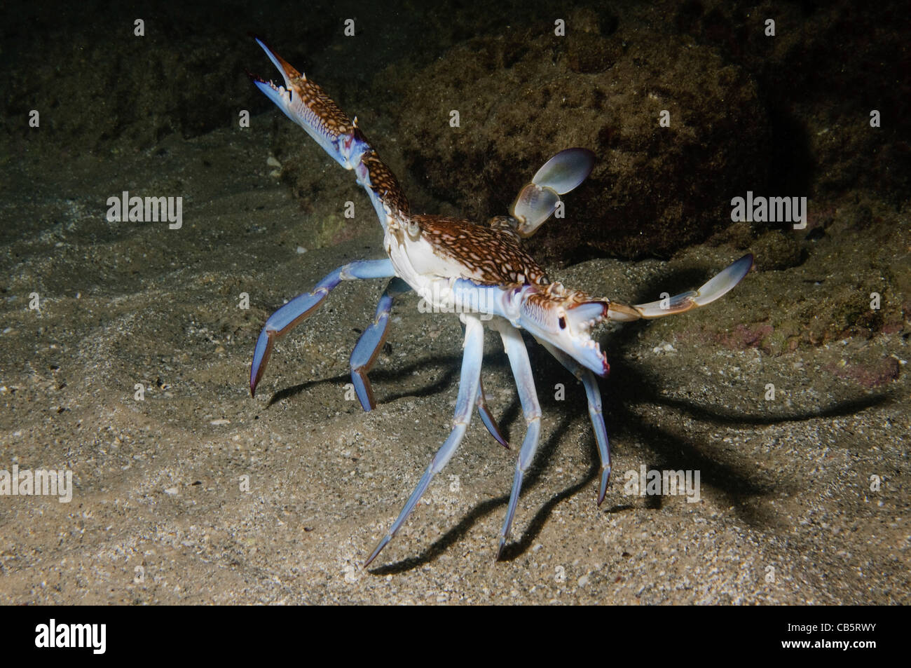 Portunus Pelagicus, auch bekannt als die Blume Krabbe, blaue Krabbe, blauen Schwimmer Krabbe, blaue Manna Krabbe oder Sand Krabbe Stockfoto