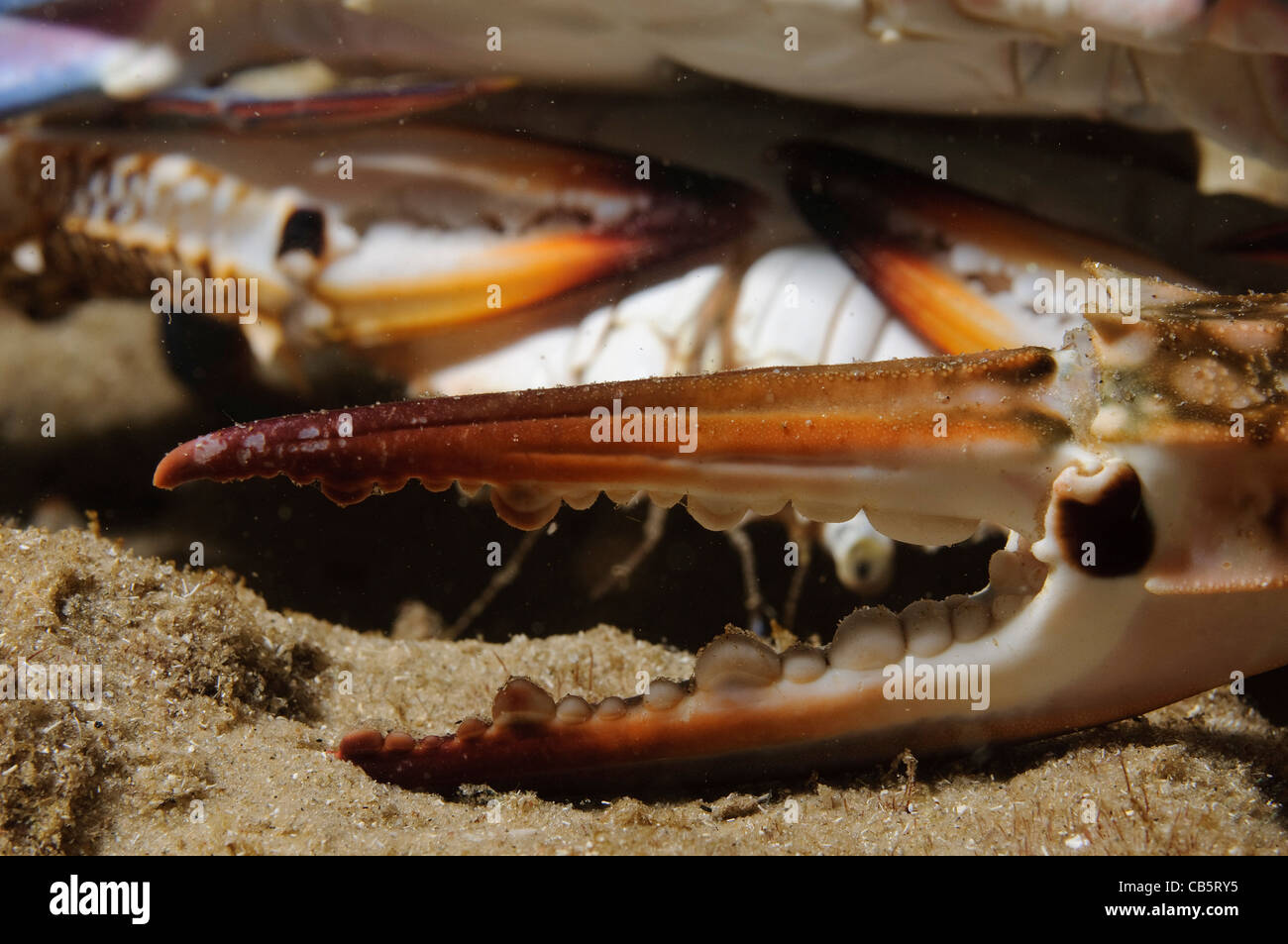 Portunus Pelagicus, auch bekannt als die Blume Krabbe, blaue Krabbe, blauen Schwimmer Krabbe, blaue Manna Krabbe oder Sand Krabbe Stockfoto