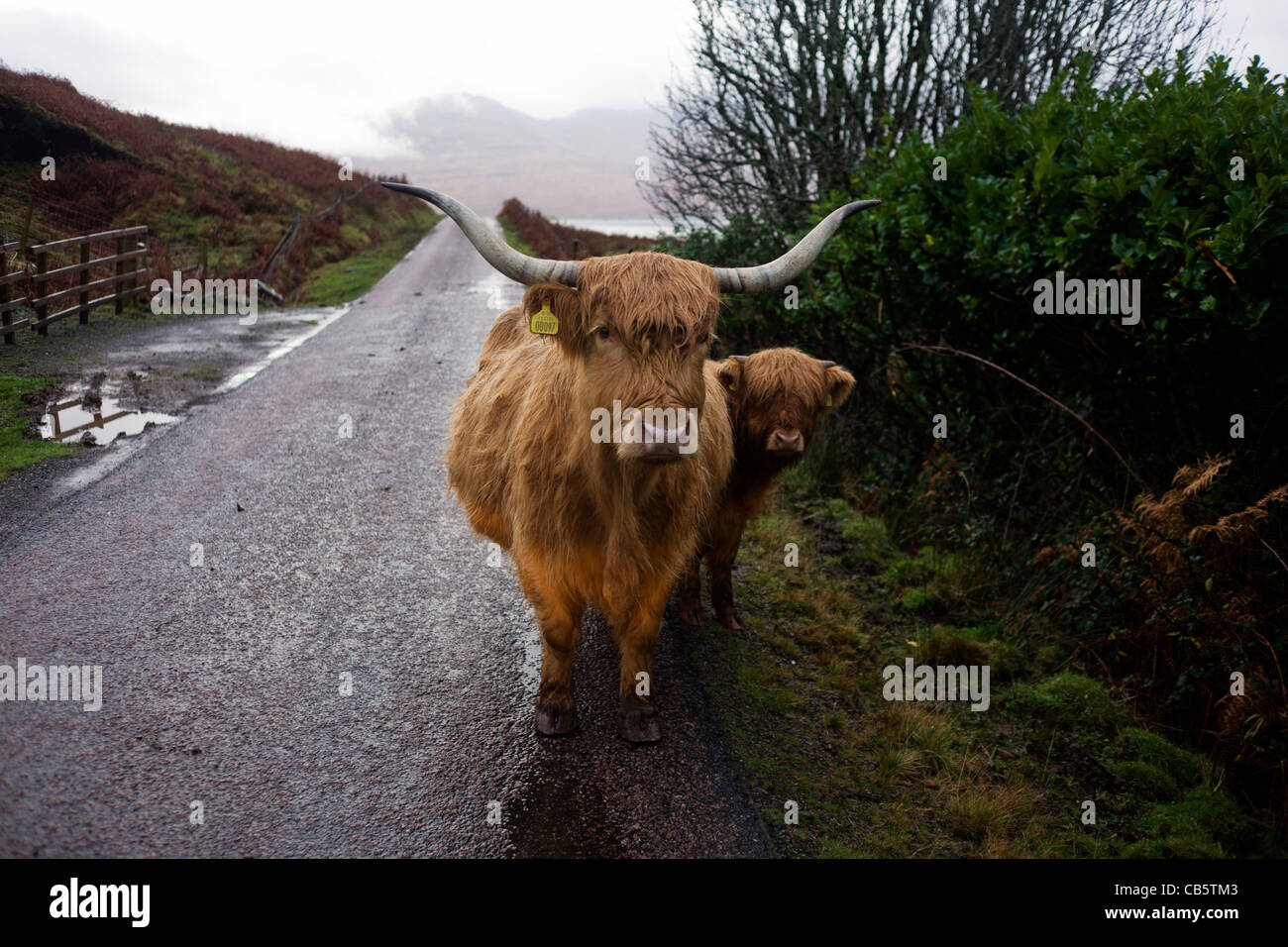 Longhorn Kuh und seine Kalb besetzen die einspurige Straße am Kilbrennan, Isle of Mull, Schottland. Stockfoto