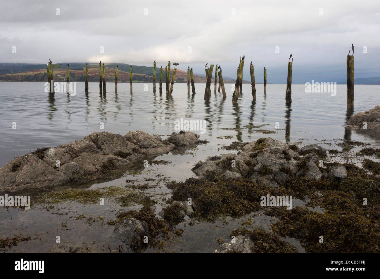 Basstölpel sammeln auf stillgelegten Holzpfählen im alten Salen Pier, Salen, Isle of Mull, Schottland. Stockfoto