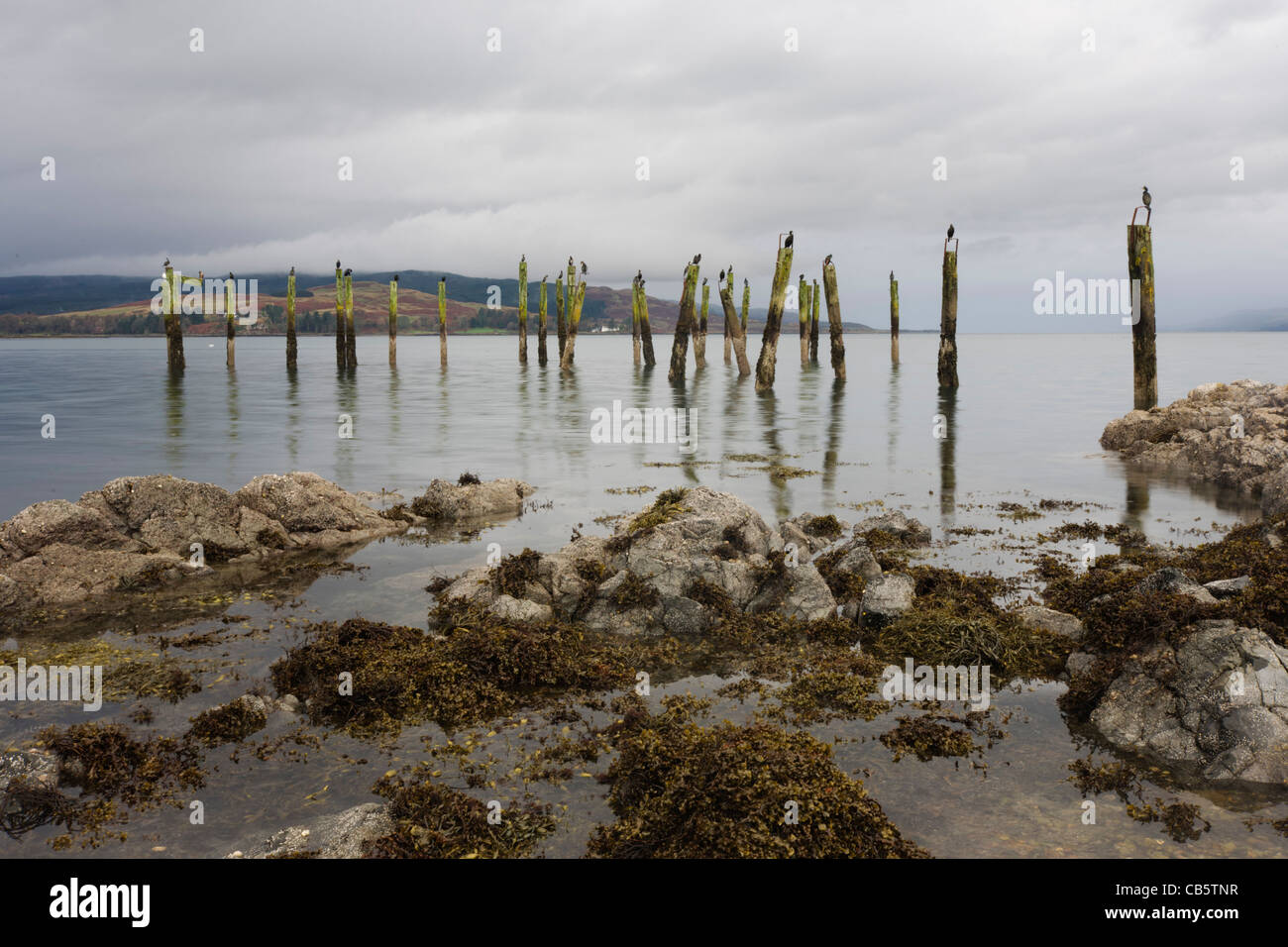 Basstölpel sammeln auf stillgelegten Holzpfählen im alten Salen Pier, Salen, Isle of Mull, Schottland. Stockfoto