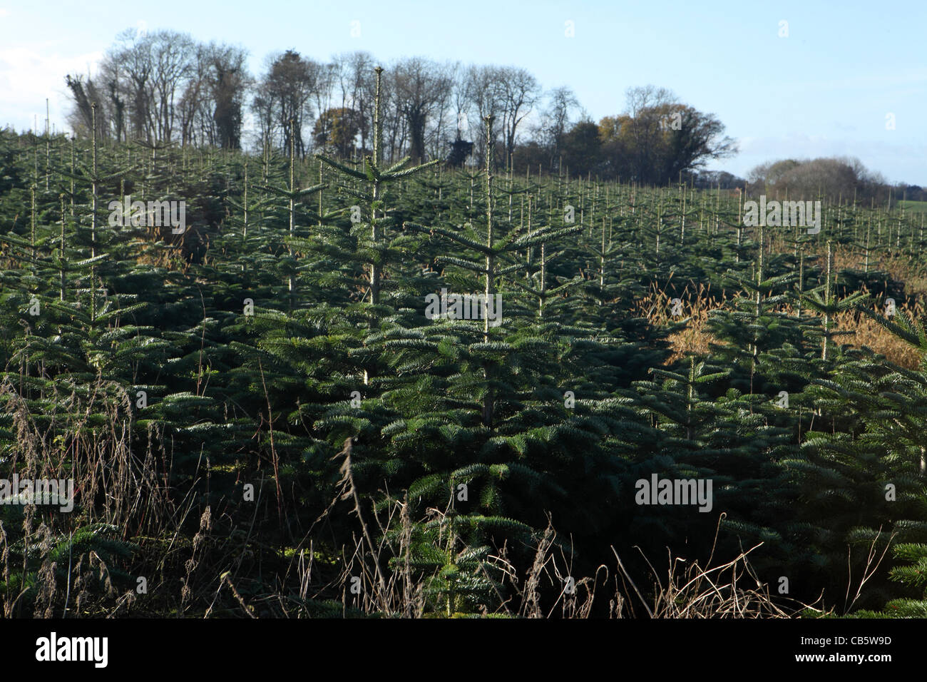 Christmas Tree Farm Plantage, Suffolk, UK Stockfoto