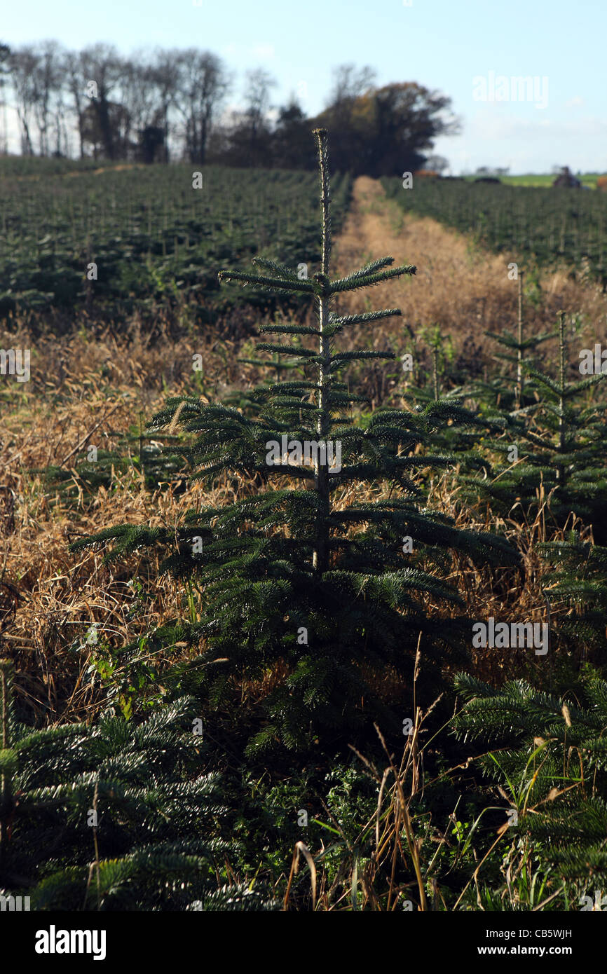 Christmas Tree Farm Plantage, Suffolk, UK Stockfoto