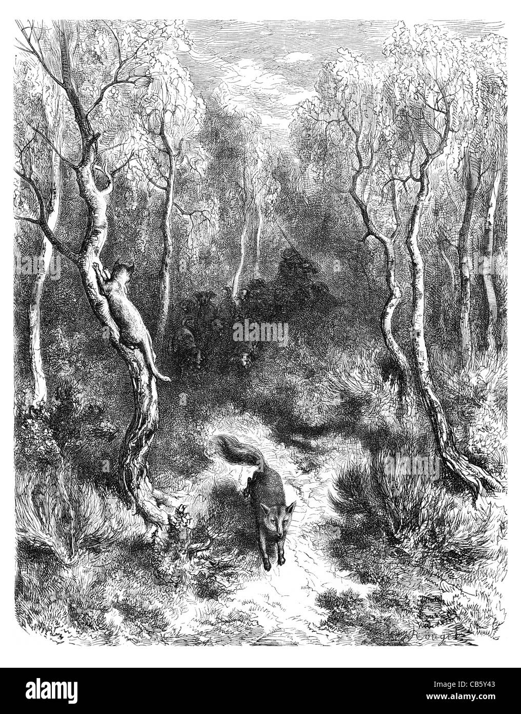 Le chat et le Renard Fuchsjagd Jagd Räuber Beute jagen Blut Sport Hunde Hund Wald Wald Landschaft gejagt Fell Angst Stockfoto