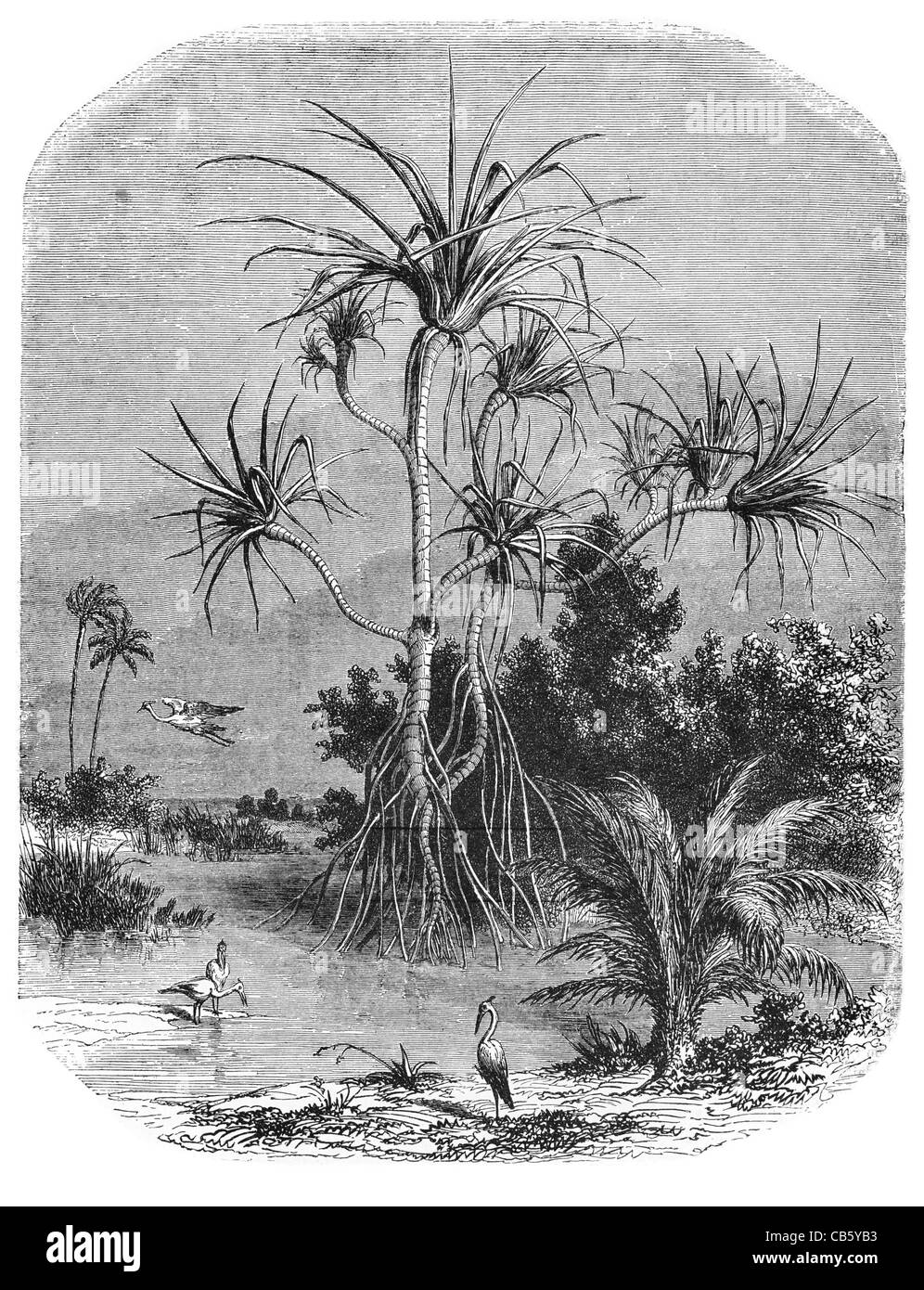 Des Prinzen Insel Pandanus Monokotyledonen Baum Strauch Pandanales Pandanaceae Pflanze Vegetation Essen Medizin Mangrove Sumpf Kleidung Stockfoto