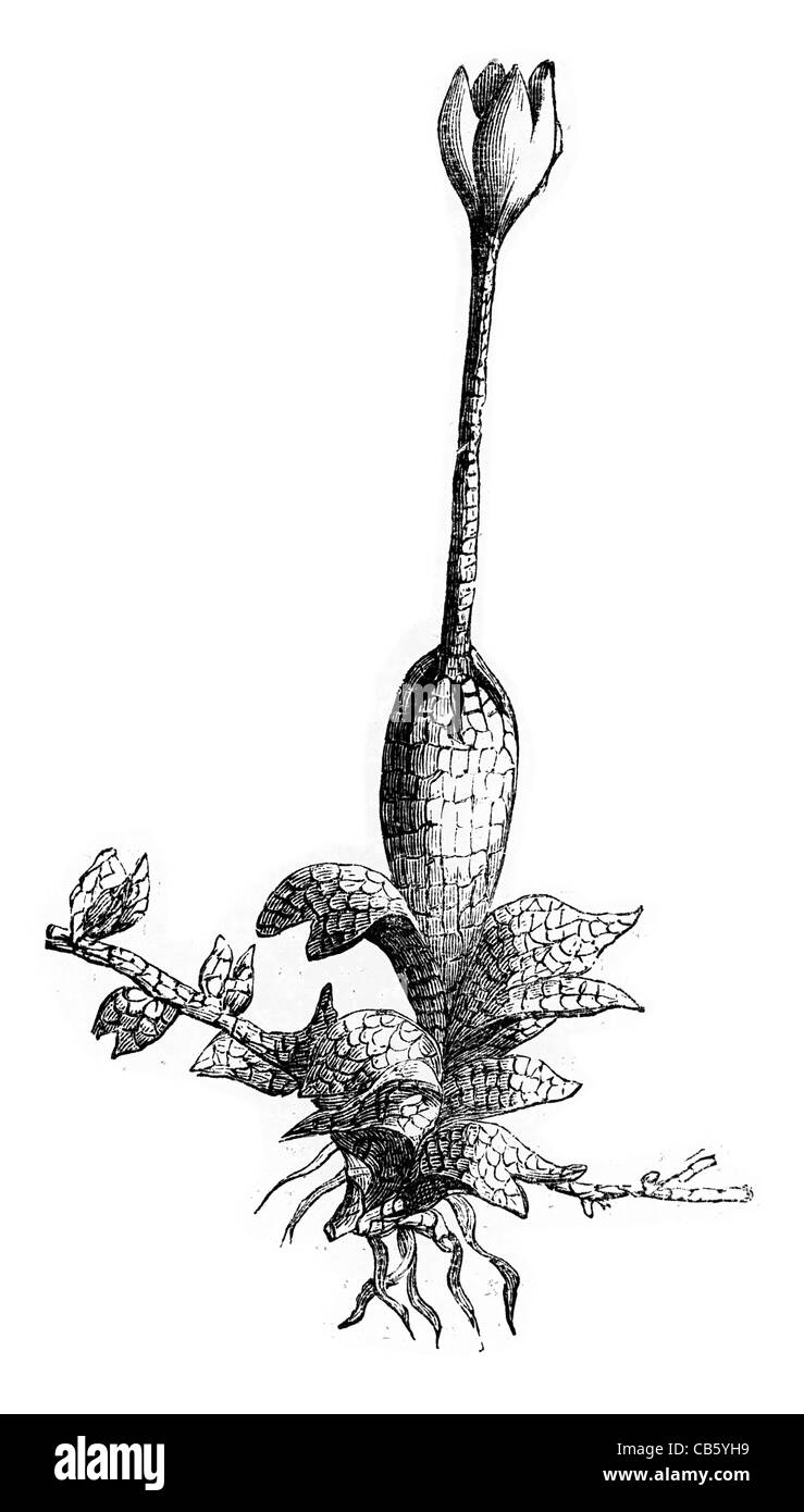 Die Birne geformt Skala Moss Bryophyta Bryophyta Pflanze Vegetation Biologie Botanik botanische Botanik botanisch Moose Stockfoto