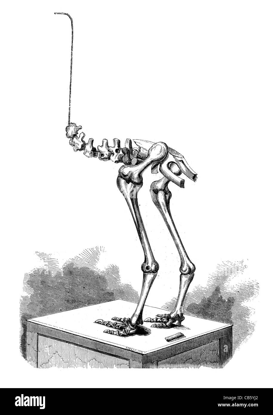 Skelett eines Vogels Neuseeland in das Museum des Royal College of Surgeons Biologie ornithologischen Wirbelsäulen-Bone Knochen Wissenschaft Stockfoto