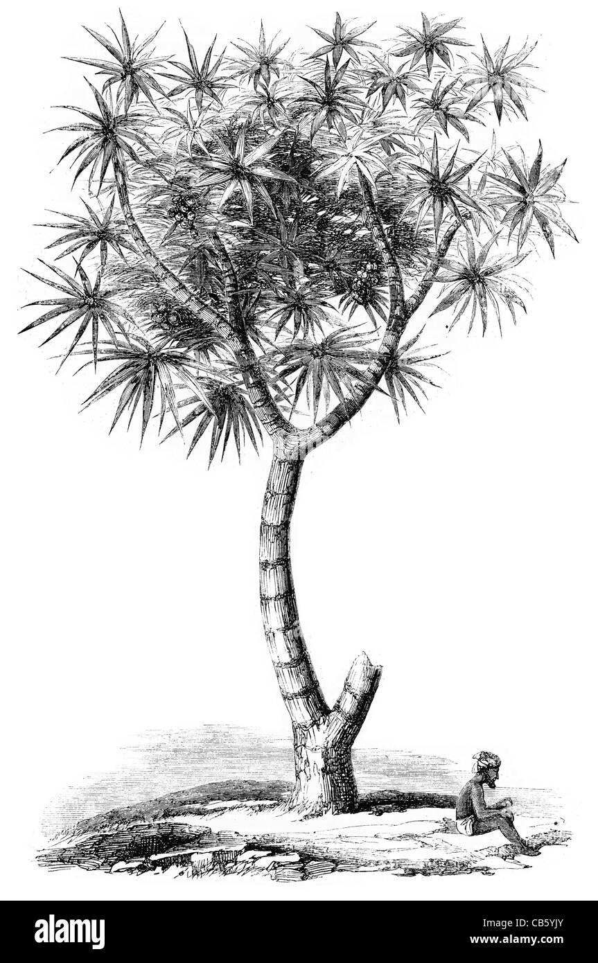 Doom-Palme Hyphaene Thebaica Doum Lebkuchen Baum Früchte Nil Tal Ägypten Pflanzen vegetation Stockfoto