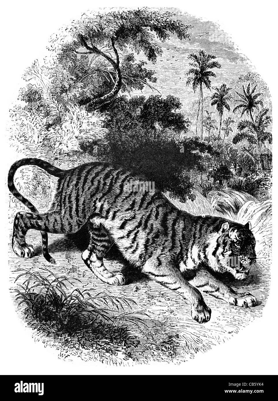Tiger Jagd Jagd Räuber Beute vom Aussterben bedrohte Tier Pelz drucken Dschungel Pfote Klaue Zähne stalking Stockfoto