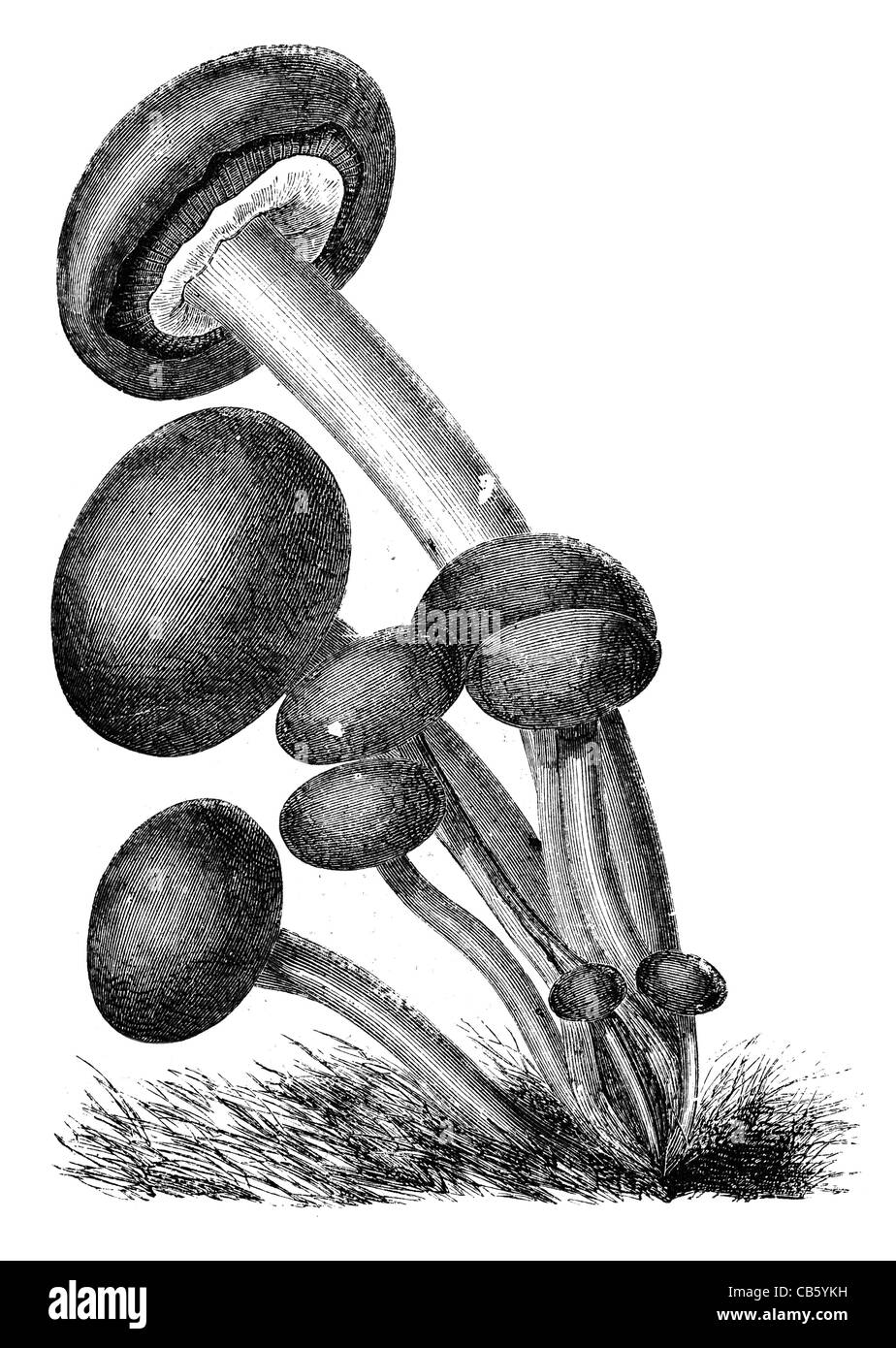 Agaricus Caudicinus Pilz Pilze Schimmel Pilz Pilze Pflanzen Biologie Mykologie Botanik Stockfoto