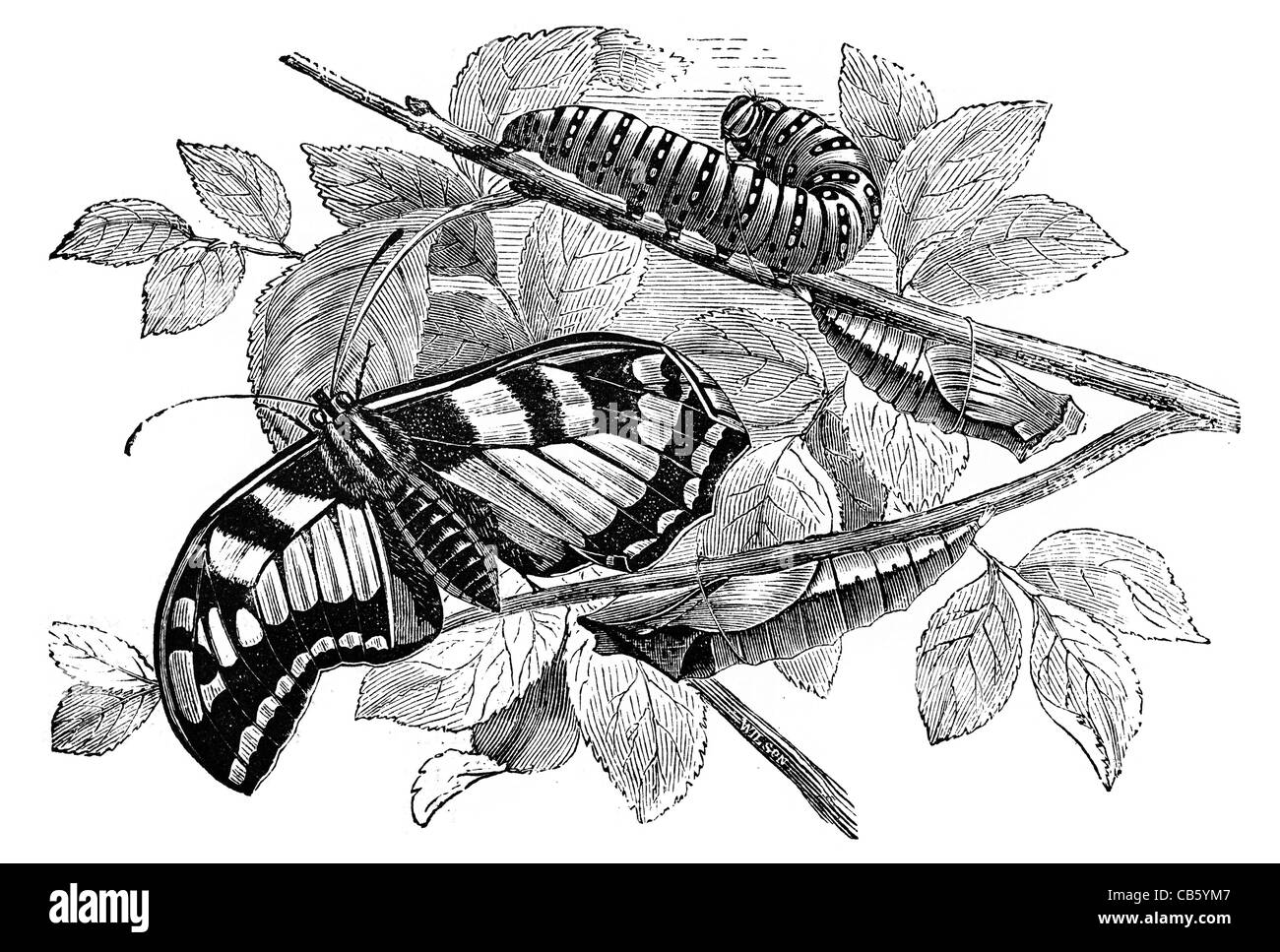 Papilio Machaon Schwalbenschwanz Schmetterling Schmetterlinge verlässt Papilionidae tropischen Raupe Blatt Zweig Tierwelt Natur wild Stockfoto