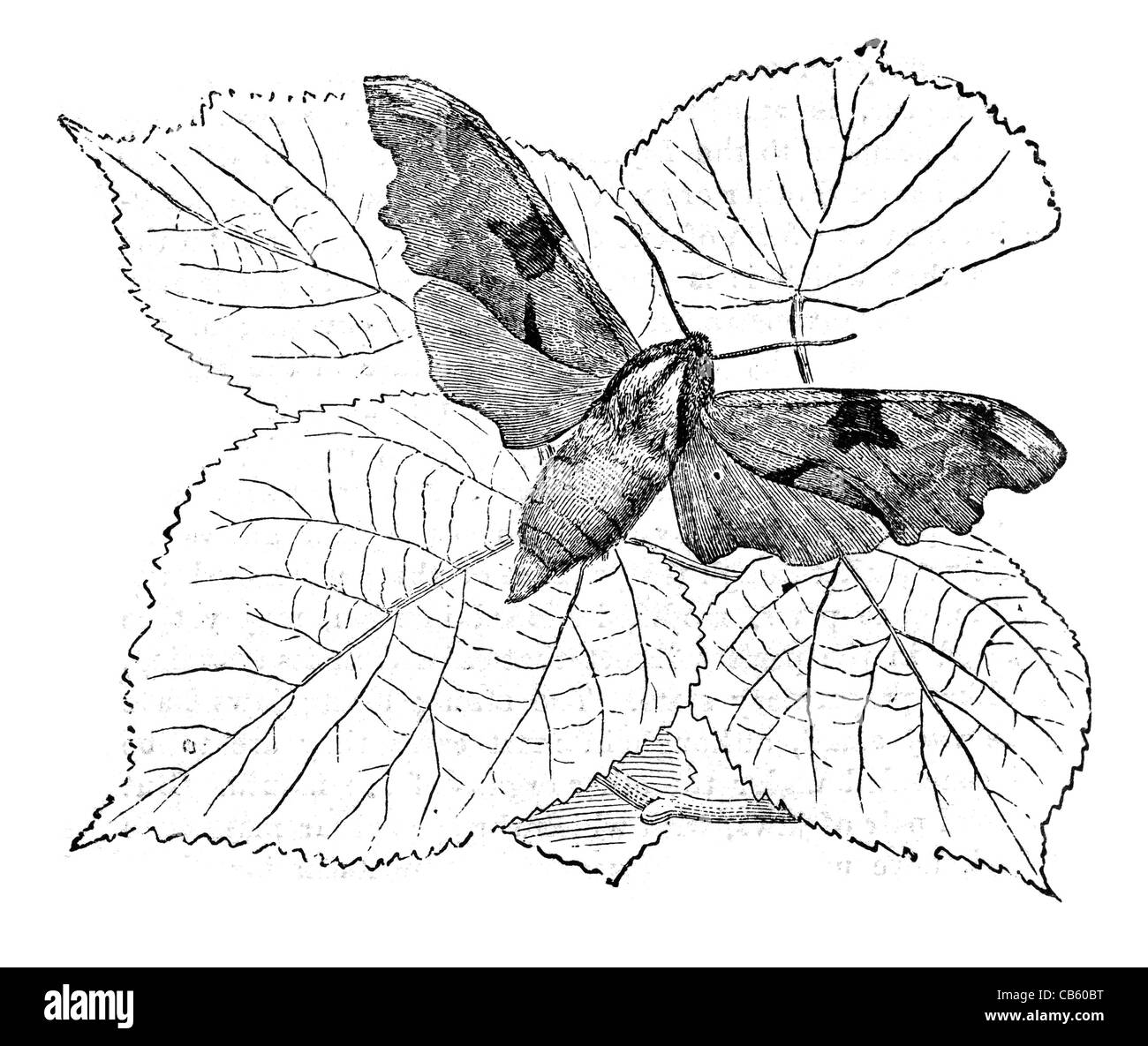 Lime Hawk Moth Smerinthus Tiliae Blätter Blatt Zweig Tierwelt Natur wild Insekten Motten Stockfoto