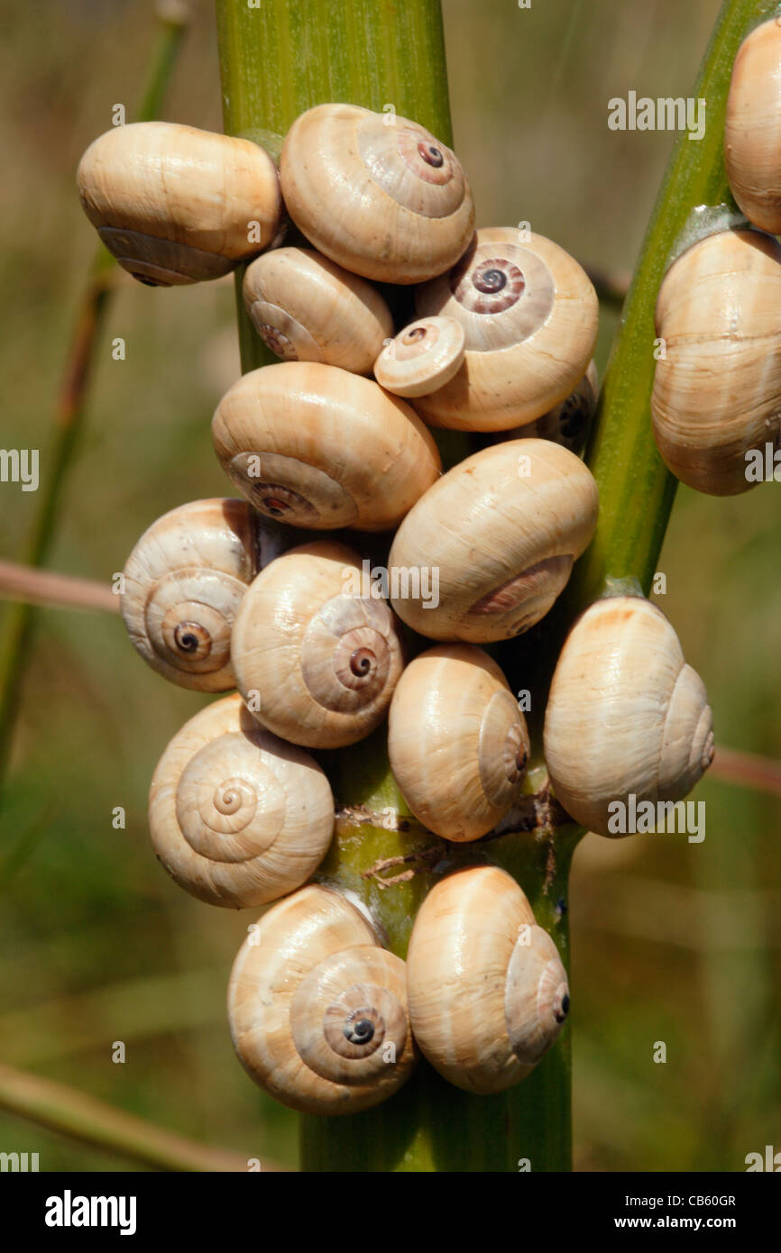 Sandhill Schnecken (Theba Pisana: Helicidae) an einem Pflanzenstängel bei trockenem Wetter, UK befestigt. Stockfoto