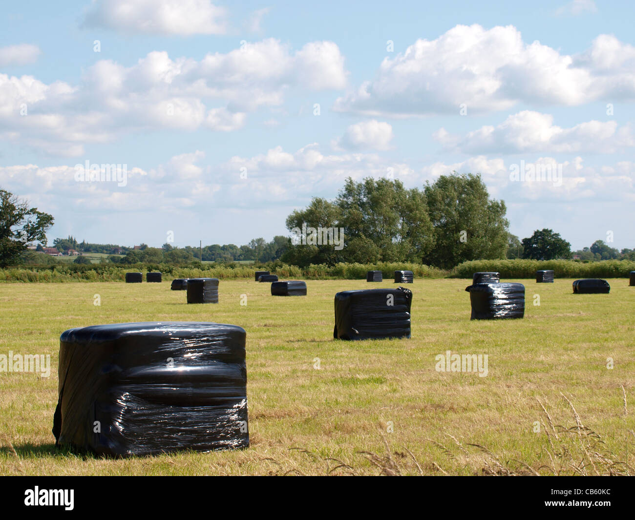 Quadratische Silageballen, Somerset, Großbritannien Stockfoto