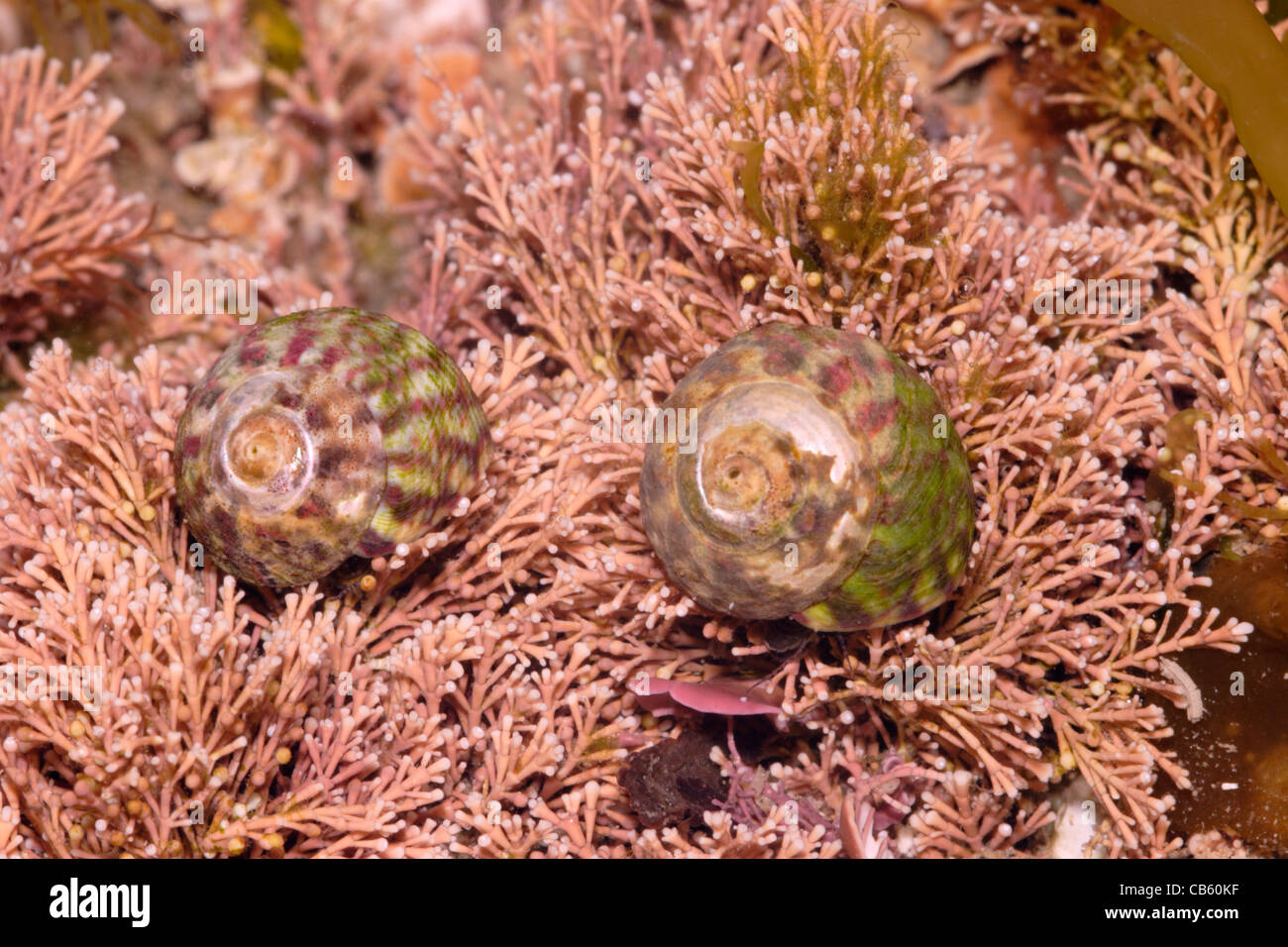 Flat Top Muscheln (Gibbula Umbilicalis: Trochidae) auf Coralweed in einem Rockpool, UK. Stockfoto