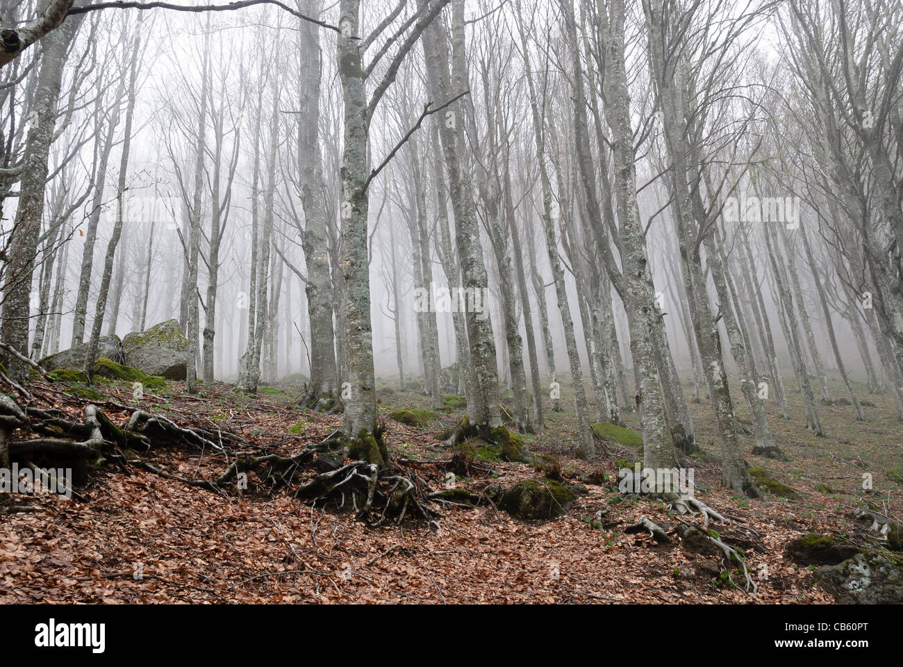 Wald am Monte Amiata in Grosseto im Nebel Stockfoto