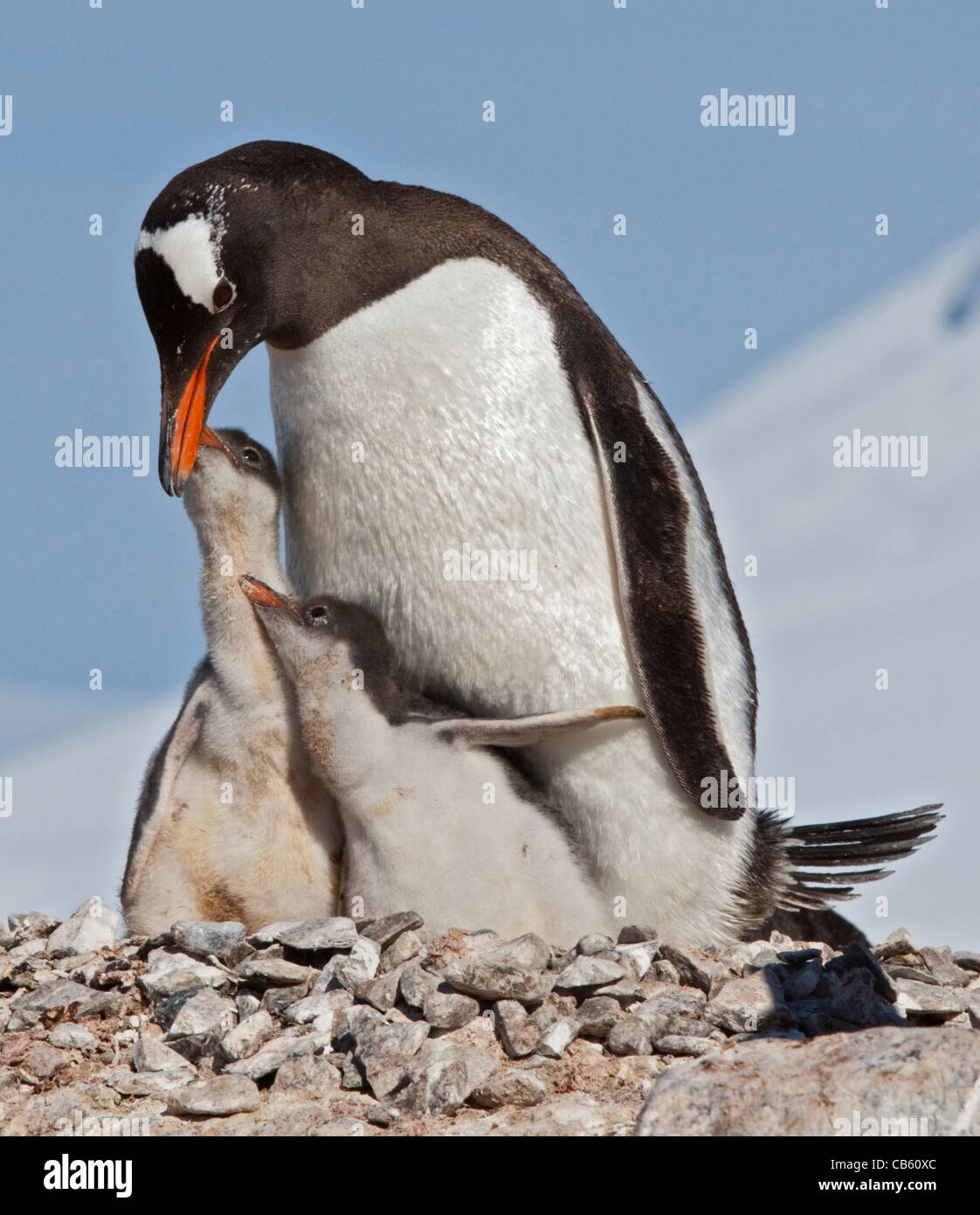 Gentoo Penguin (Pygoscelis Papua) Fütterung Küken im Nest, Port Lockroy, antarktische Halbinsel Stockfoto