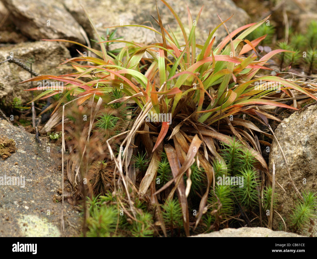 große Holz-Rush Luzula Sylvatica Grasbüschel / Wald-Hainsimse Stockfoto