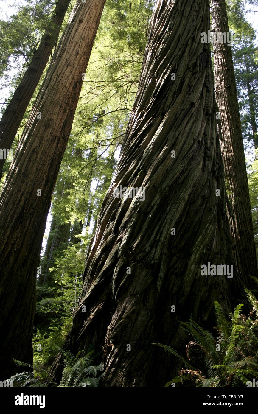 Redwood Grove Stockfoto