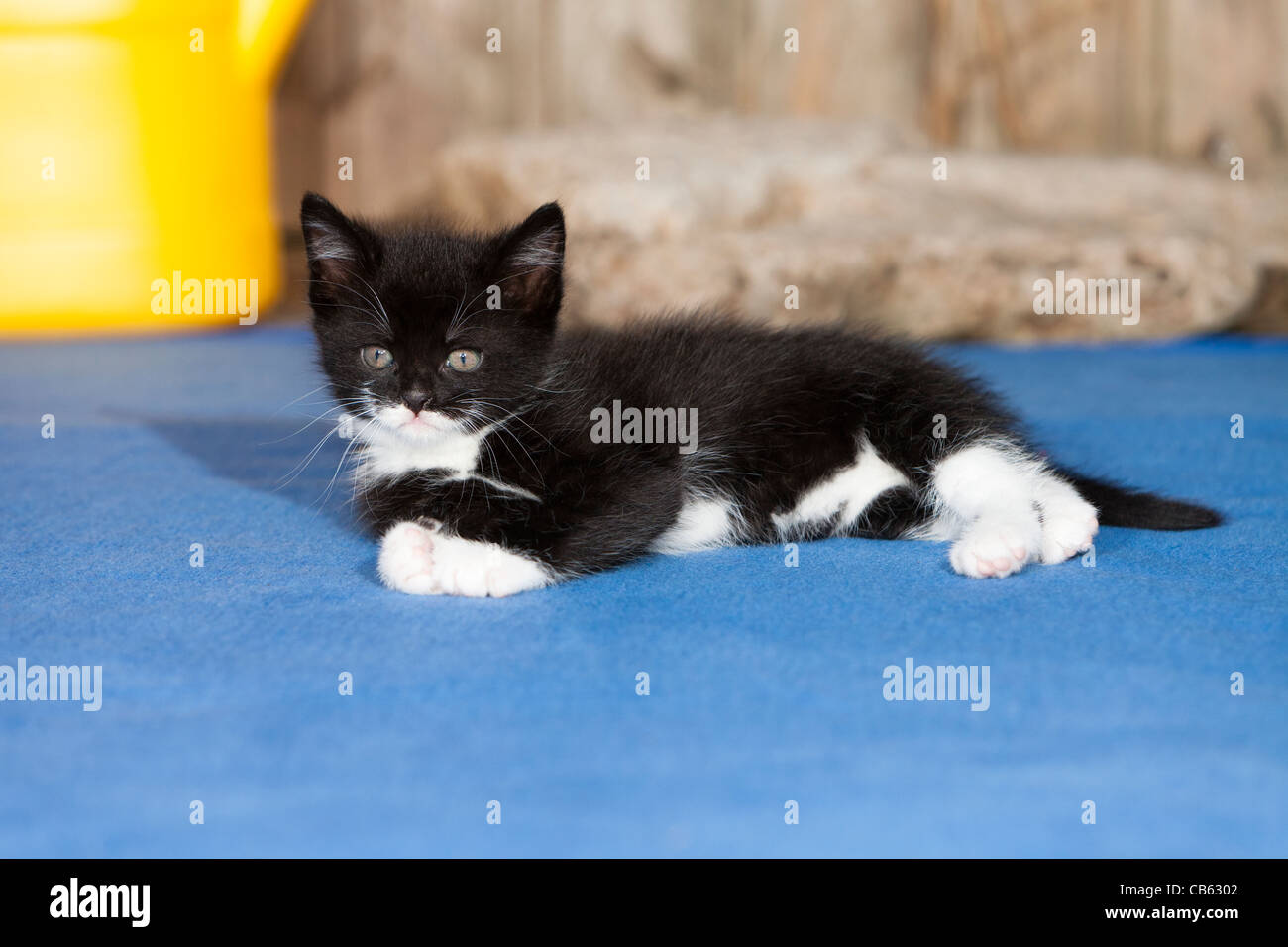 Kätzchen, liegend auf dem blauen Teppich, Niedersachsen, Deutschland Stockfoto
