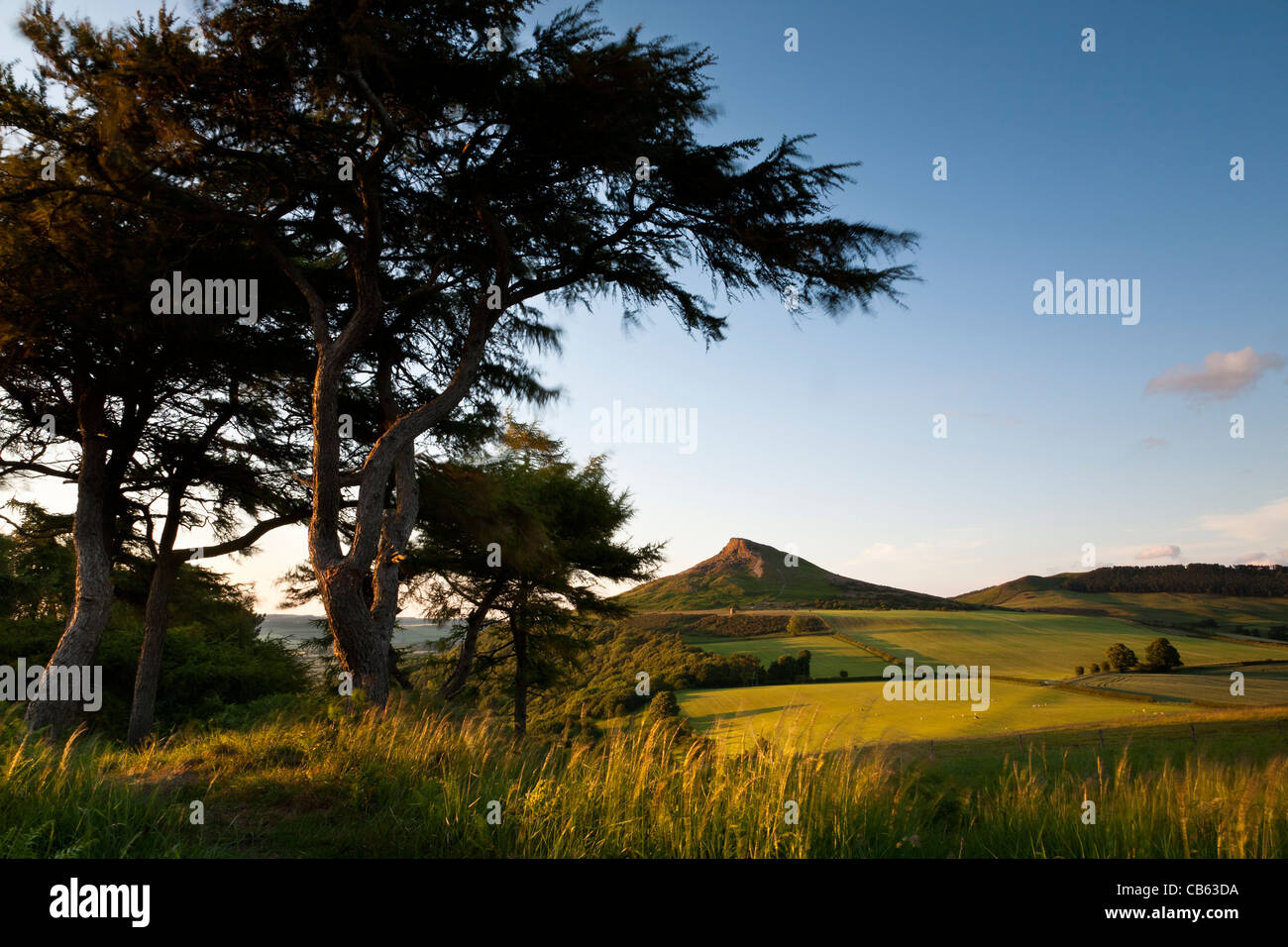 Eine Landschaft mit Pinien und offenen Feldern führt zu einem Spitzen Hügel in der Ferne. UK Stockfoto