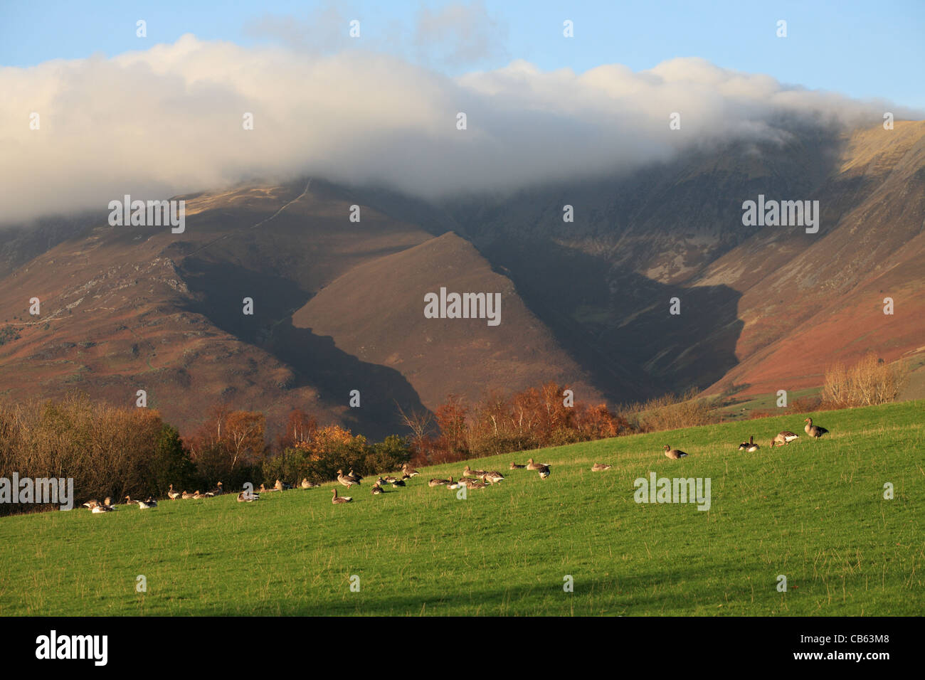 Eine Herde von Graugans Gänse Rest auf Grünland in Keswick mit einer Wolke begrenzt Skiddaw im Hintergrund, Cumbria, England, UK Stockfoto