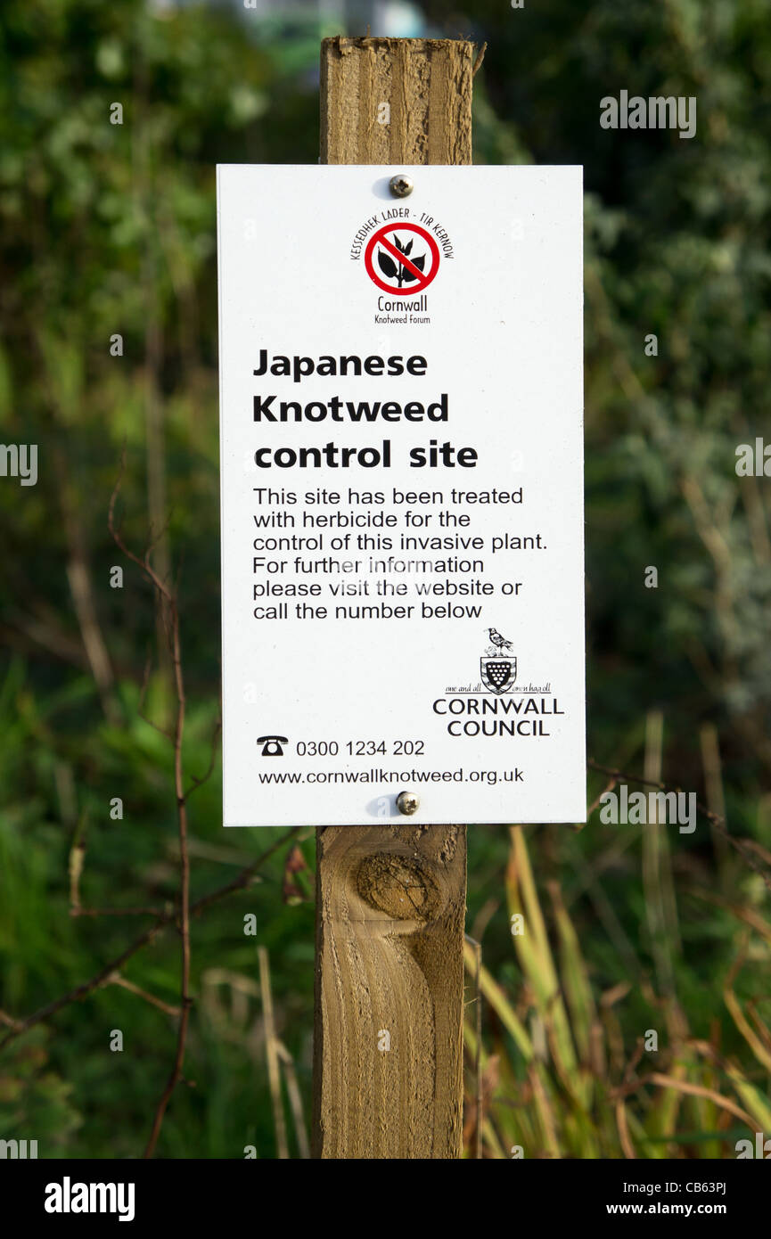 Ein Impressum der Japanischen Knöterich Kontrolle, Cornwall, uk Stockfoto
