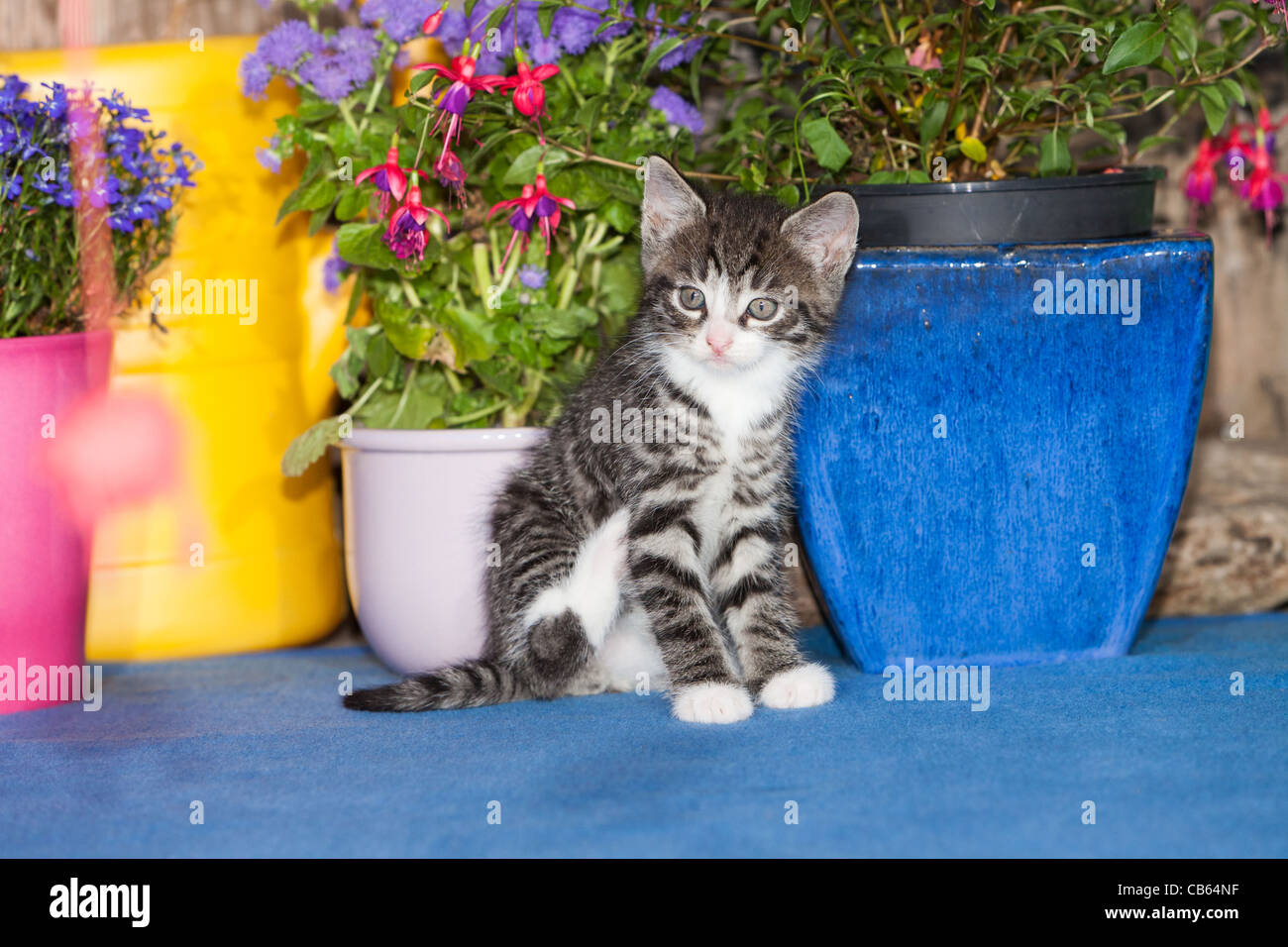 Kätzchen, sitzen ruht Besíde Blumentöpfe, im Freien, Niedersachsen, Deutschland Stockfoto