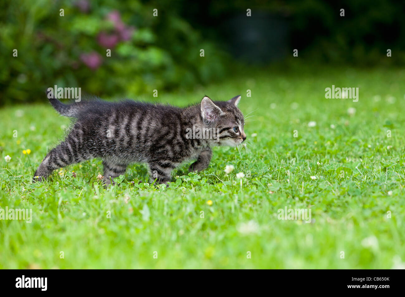 Kätzchen, zu Fuß über Garten Rasen, Niedersachsen, Deutschland Stockfoto