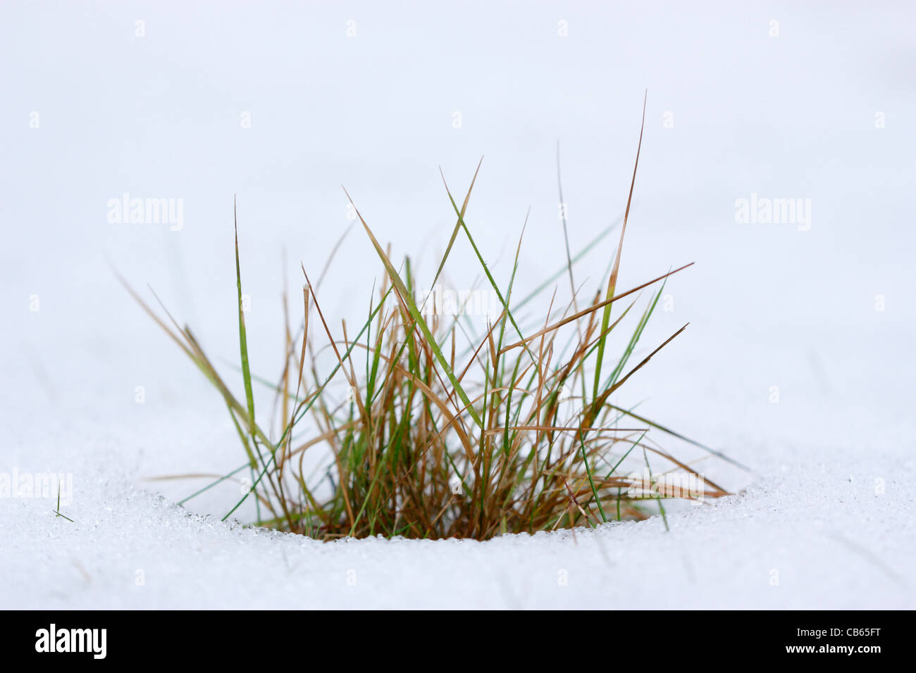 Grasbüschel im Schnee Stockfoto