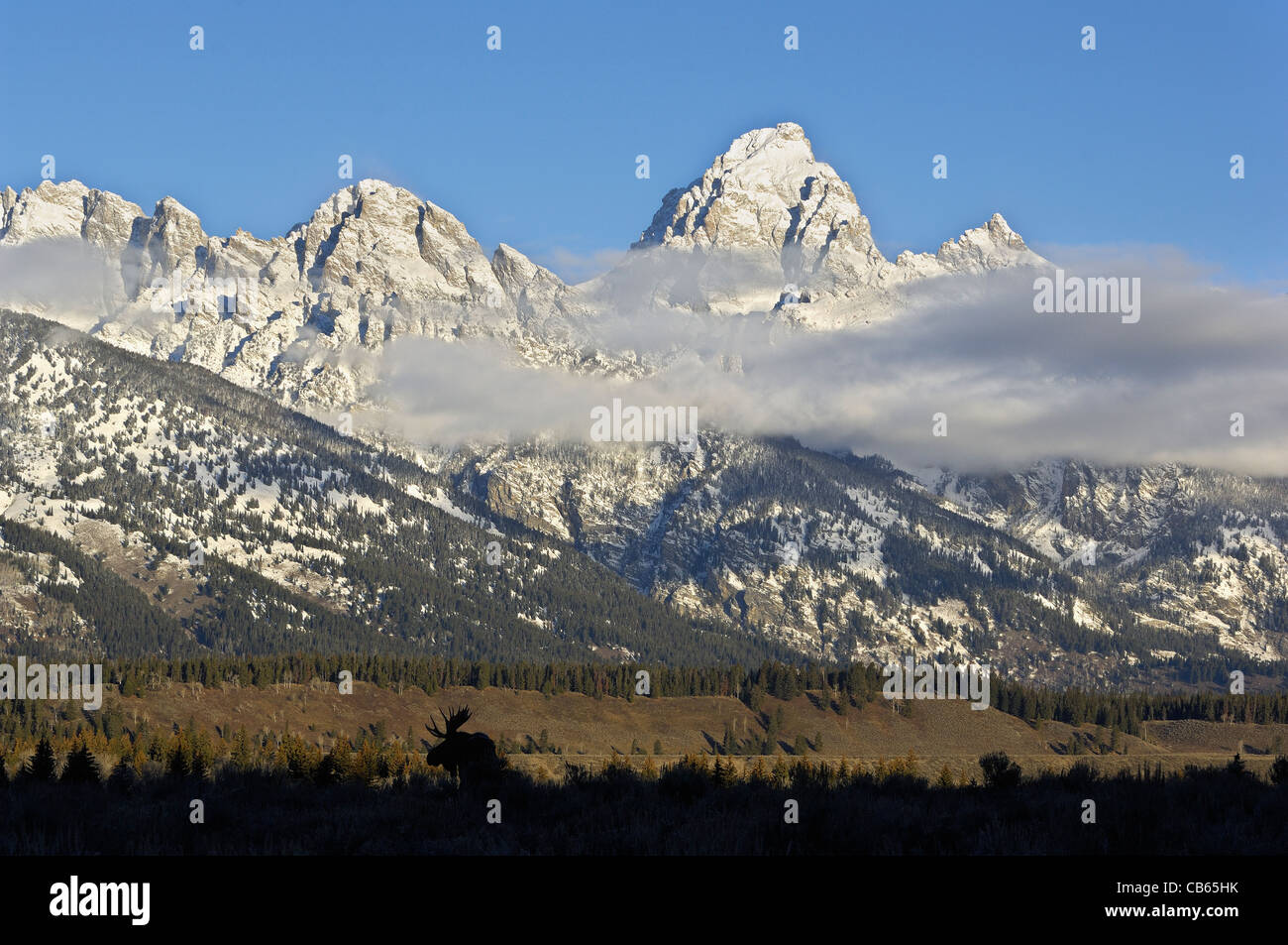 Elch Silhouette vor Grand Teton Stockfoto