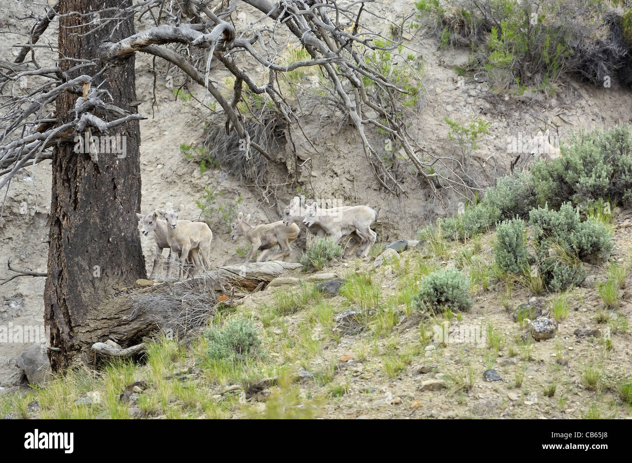 Bighorn Schafe Lämmer bei Spielen in den Rocky Mountains. Stockfoto