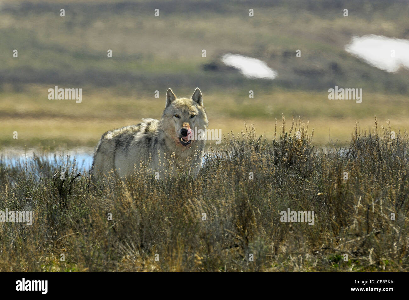 Grauer Wolf in die Kamera starrt Stockfoto