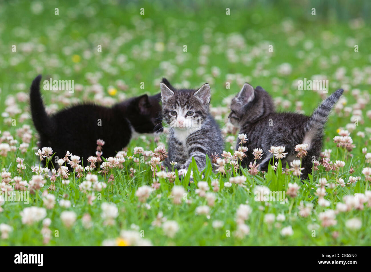 Kätzchen, drei Fuß über Garten Rasen, Niedersachsen, Deutschland Stockfoto