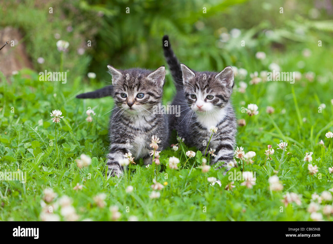 Kätzchen, zwei Fuß über Garten Rasen, Niedersachsen, Deutschland Stockfoto