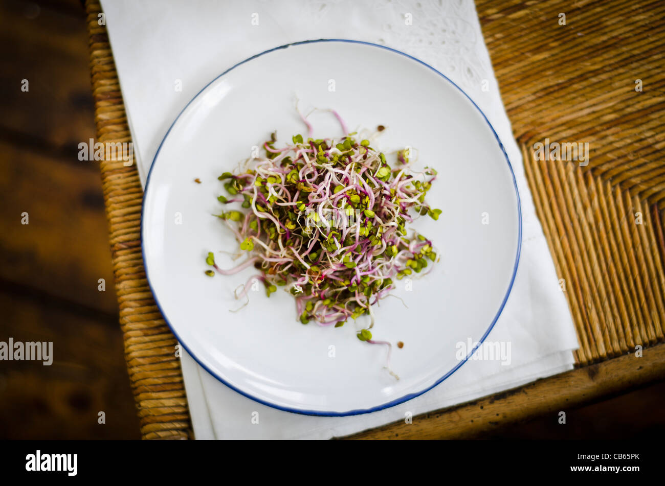 Einfachen Salat aus China-Rose Rettich sprießende Samen, gekleidet mit Sojasauce und Reisessig. Stockfoto