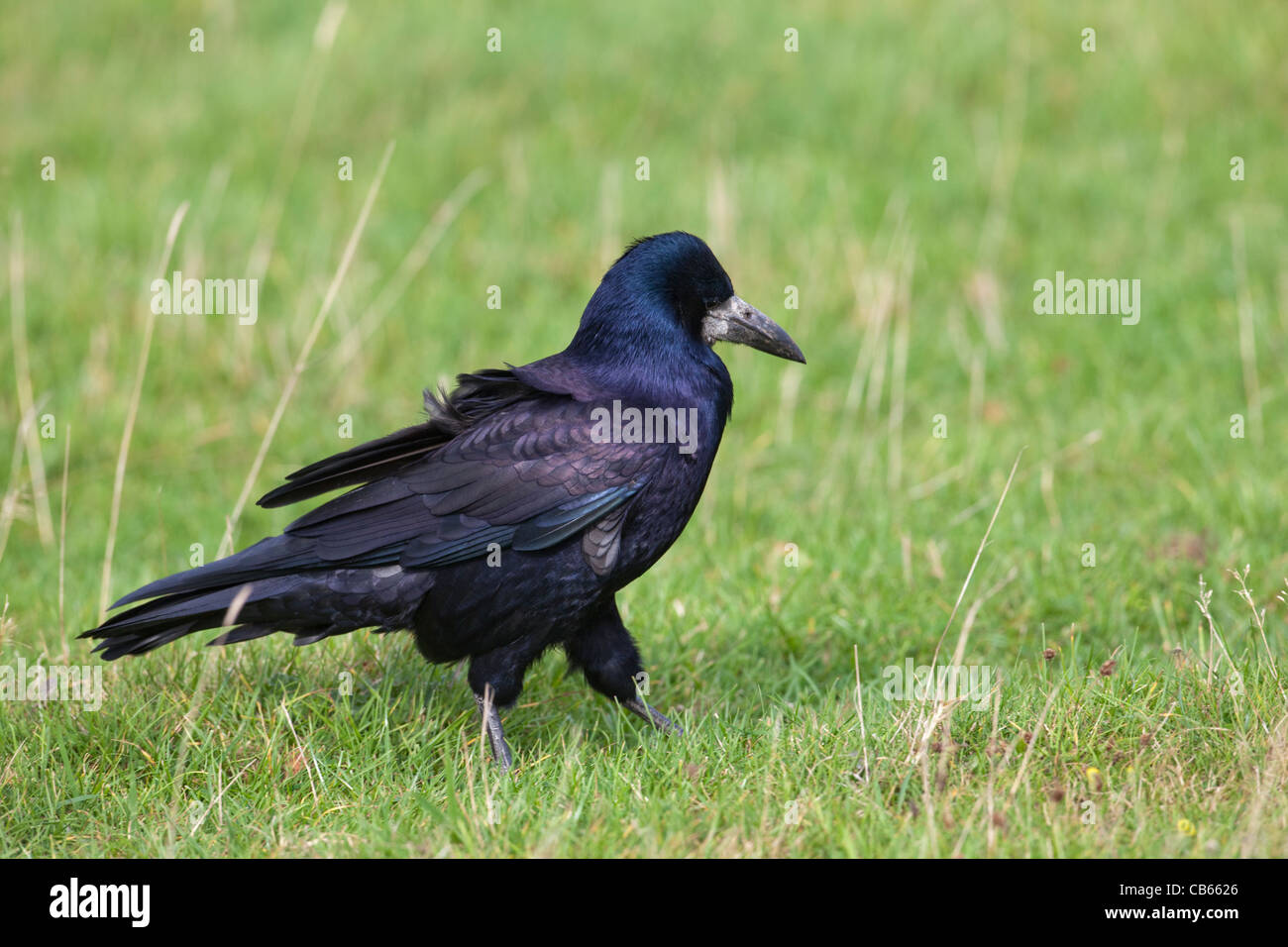 Turm (Corvus Frugilegus). Zu Fuß und auf Futtersuche unter einer Wiese Wiese. Stockfoto