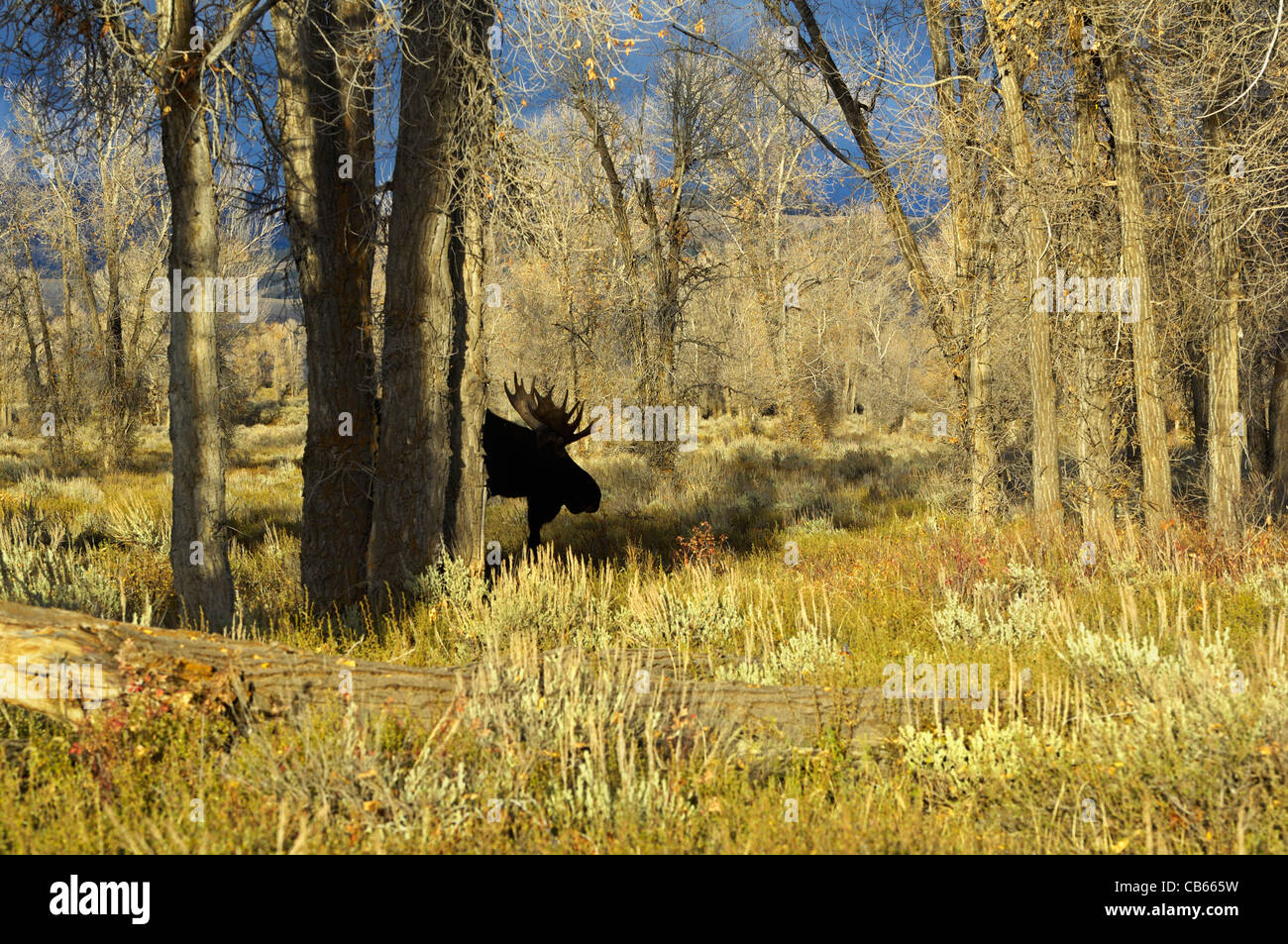 Ein Stier Elch erscheint wie ein Gespenst im Wald bei Sonnenuntergang Stockfoto